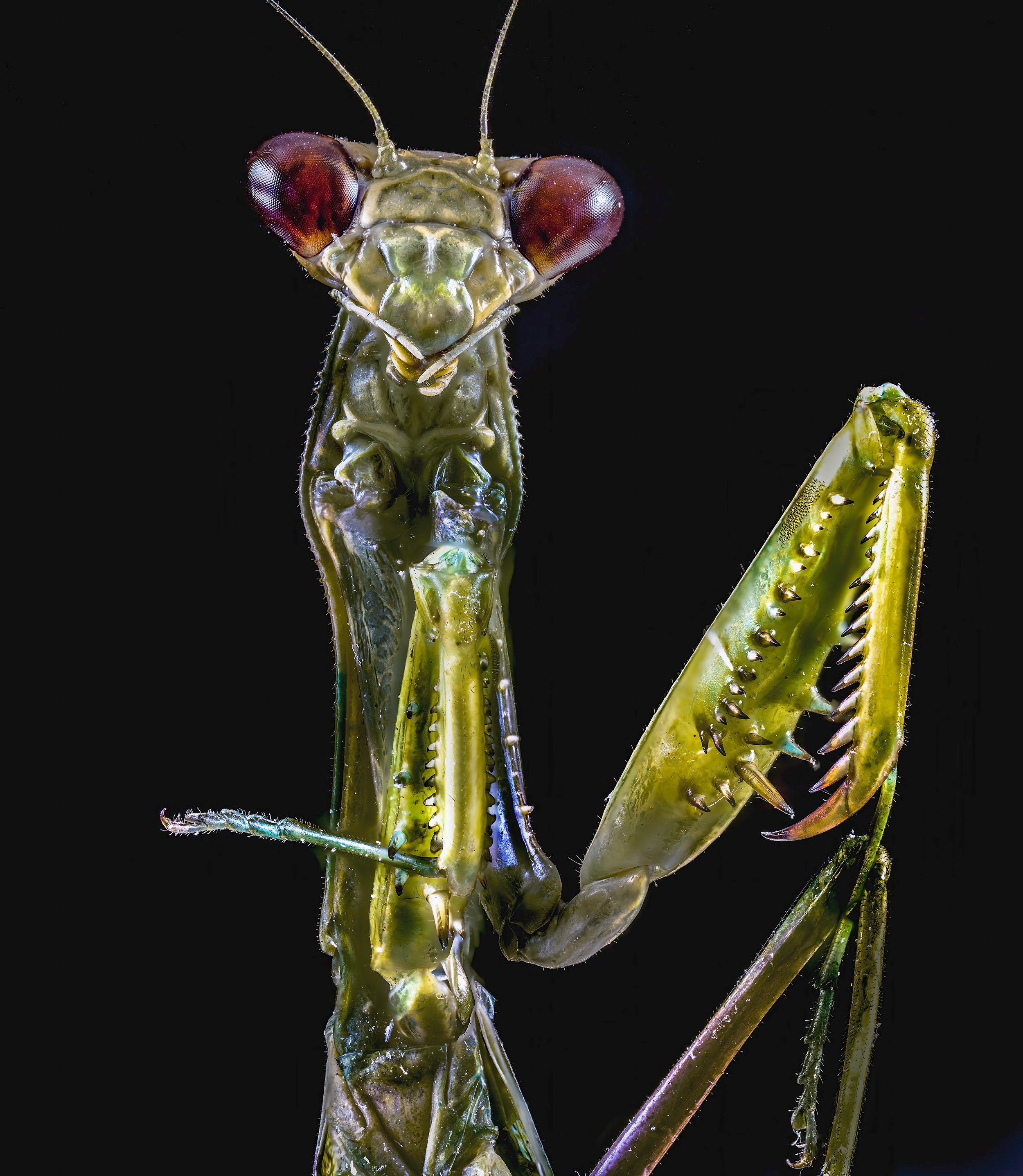 Praying_Mantis_2.jpg
