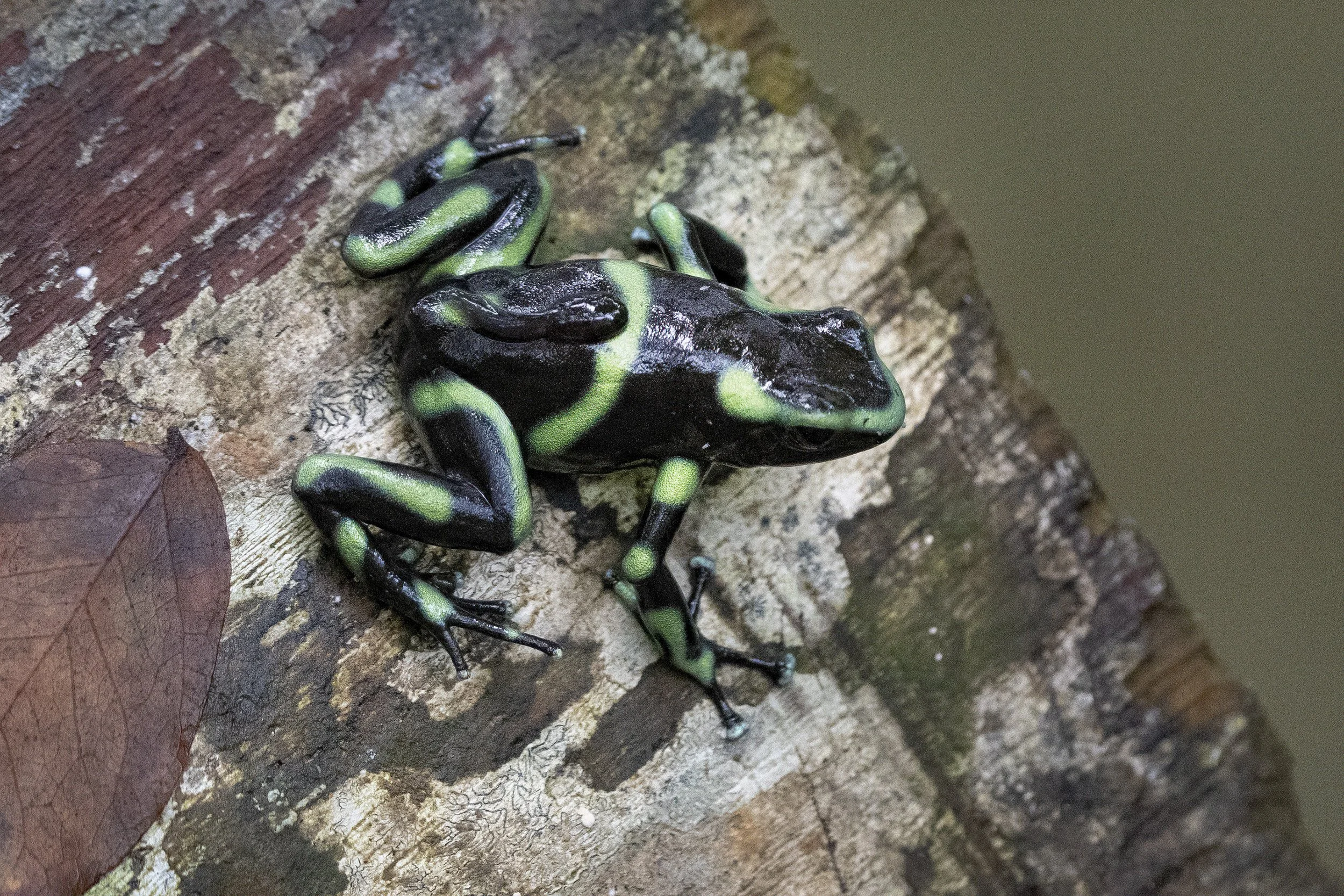 Poison Dart Frog with Tadpole