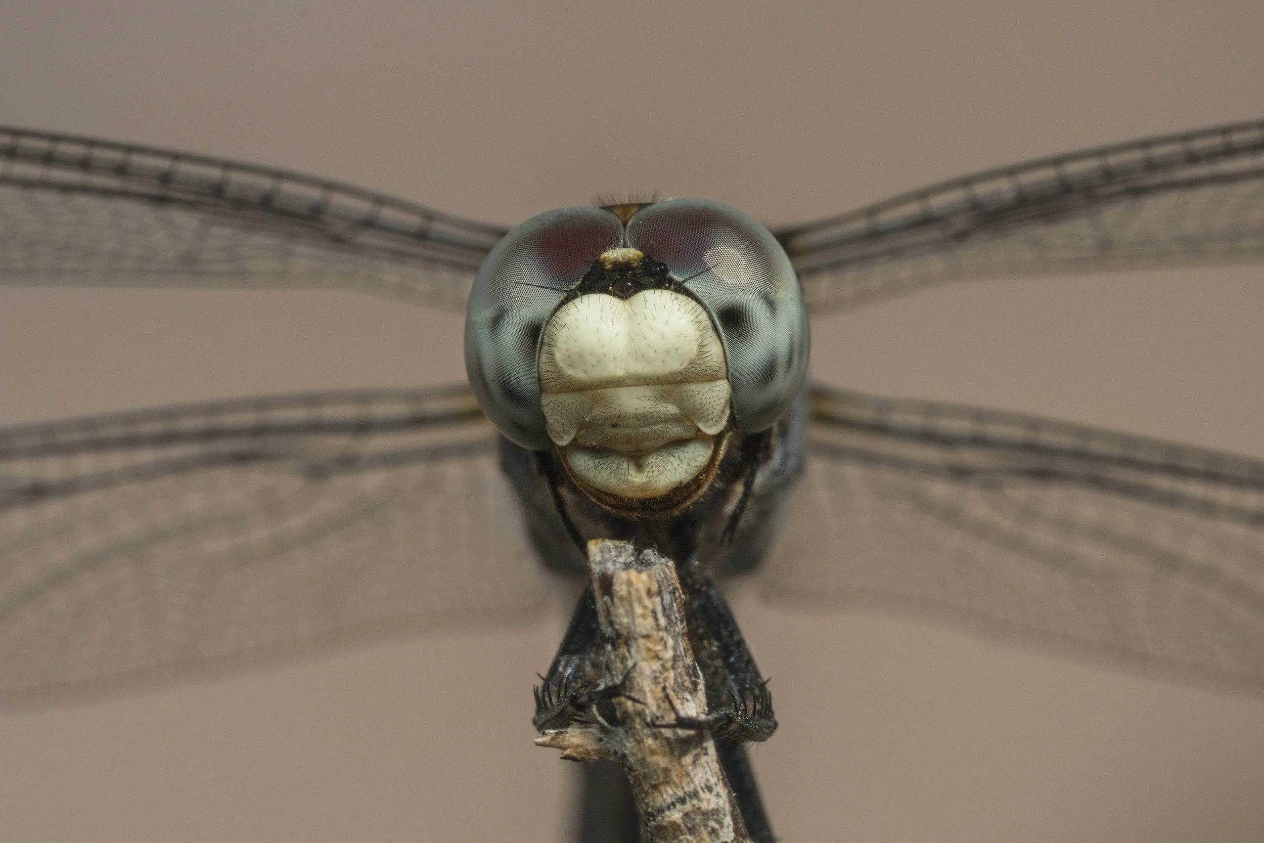 Comanche Skimmer (Libellula comanche)_DSC01088.jpg