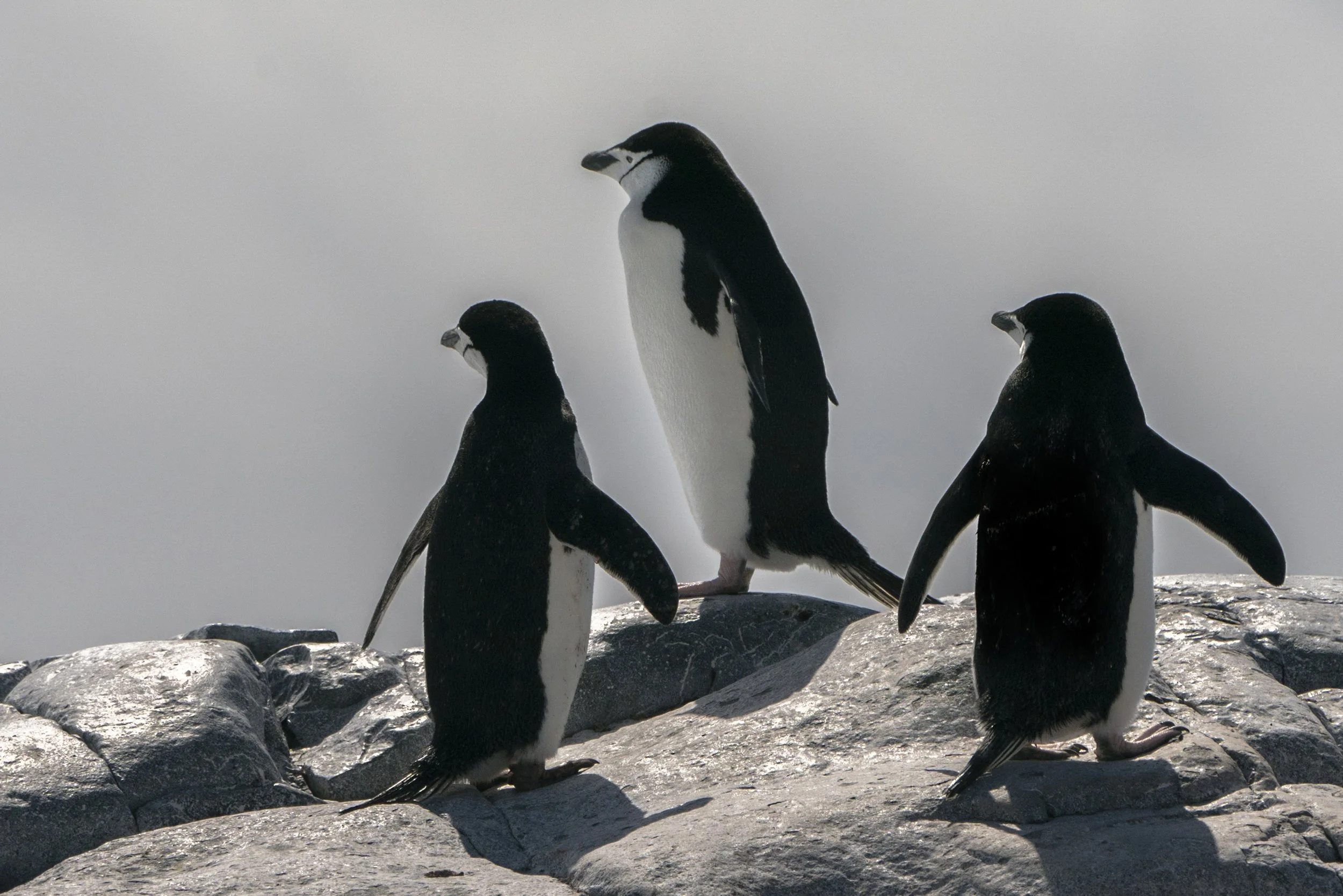 Chinstrap Penguin