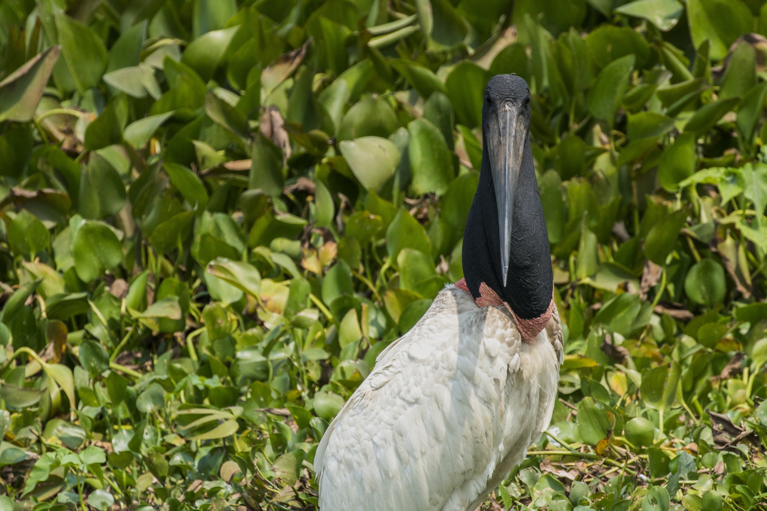Jabiru