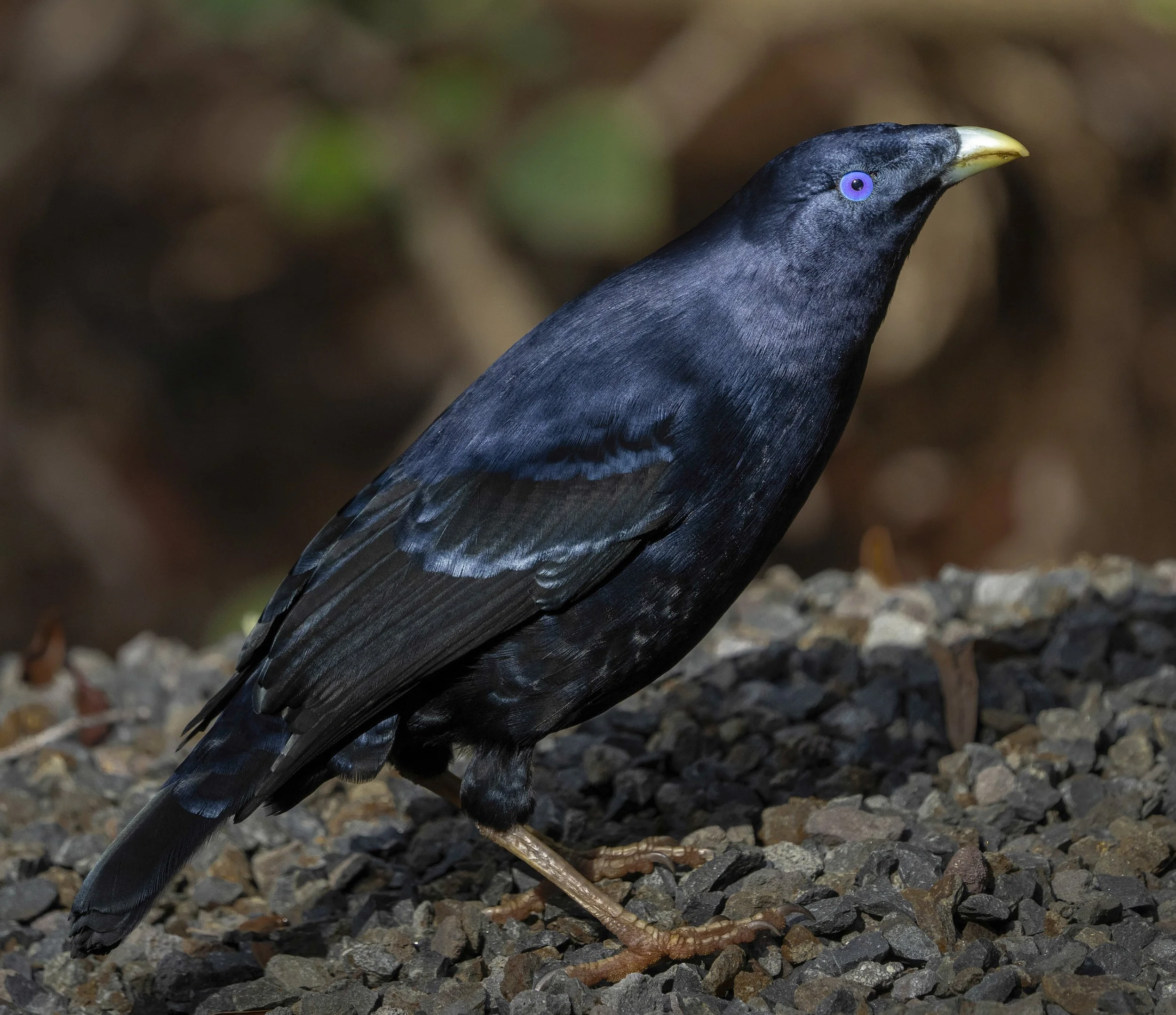 Satin Bowerbird