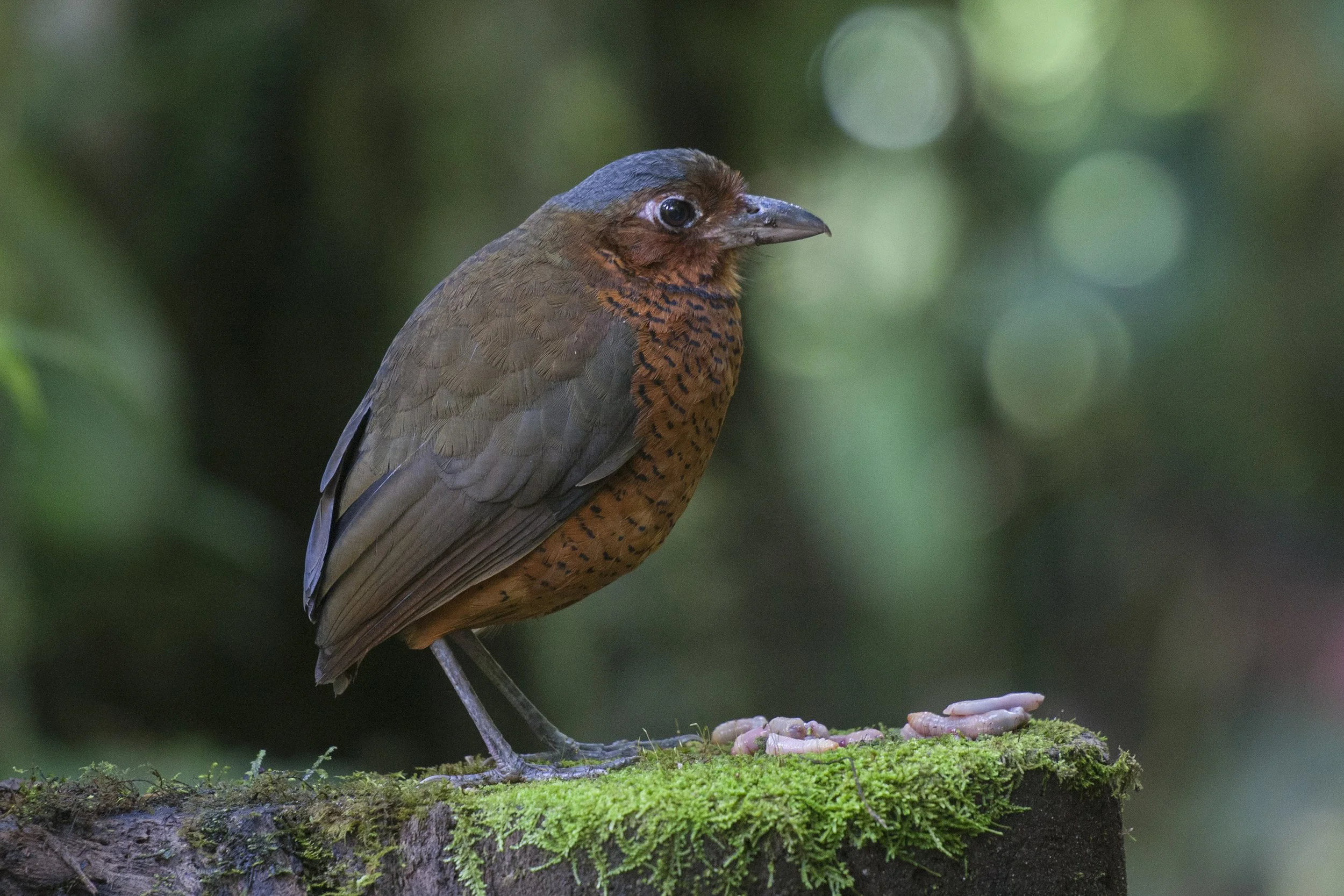 Giant Antpitta