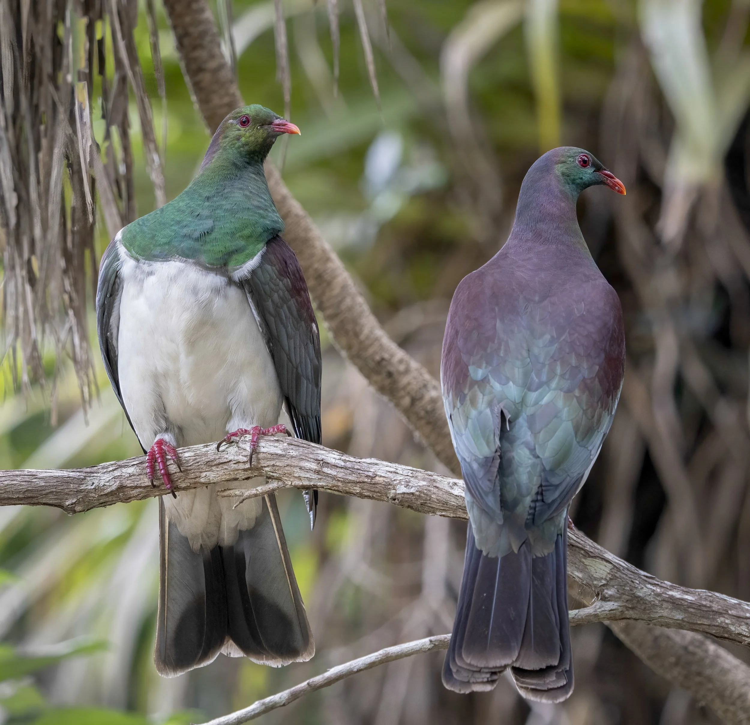  New Zealand Pigeon