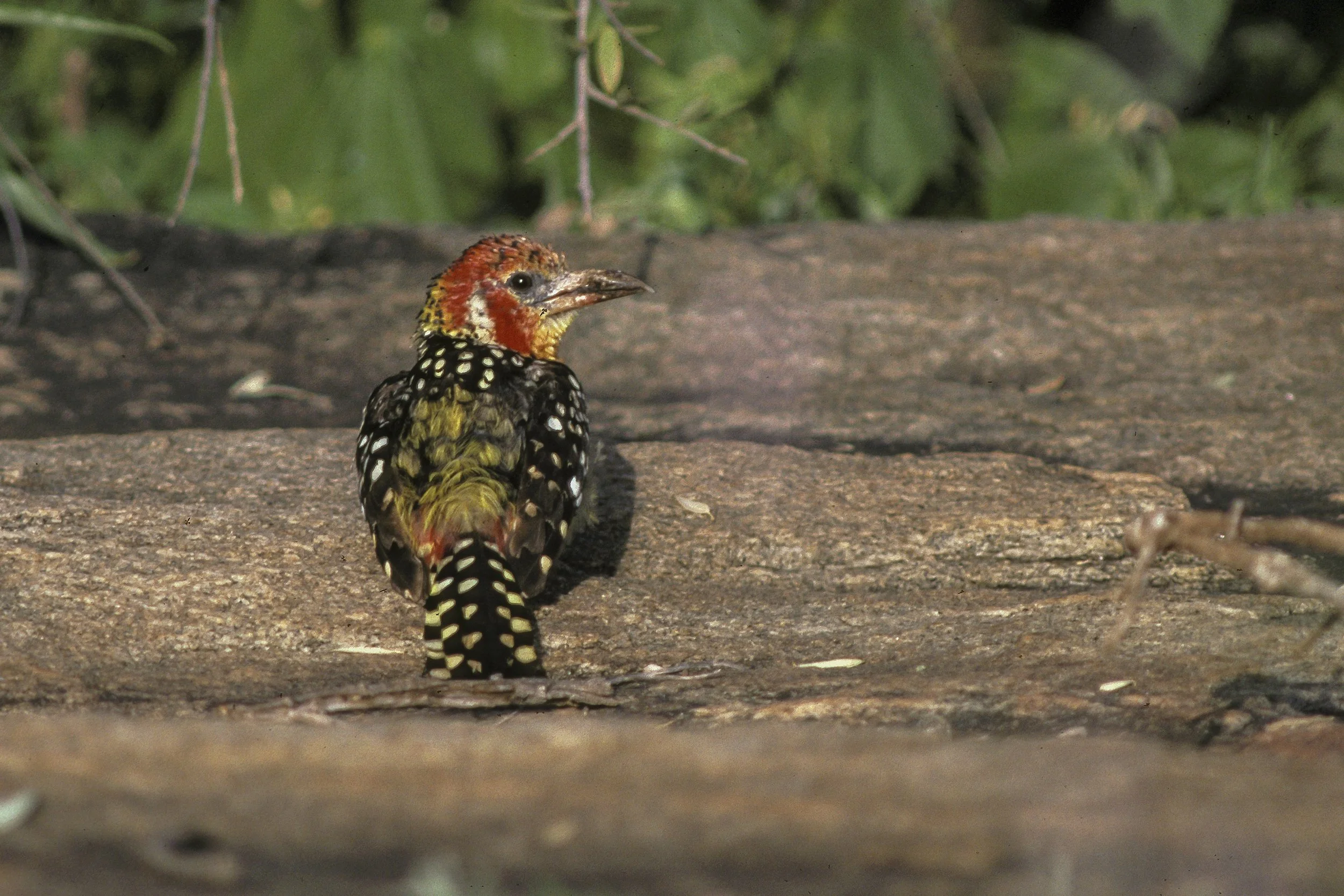 Red And Yellow Barbet