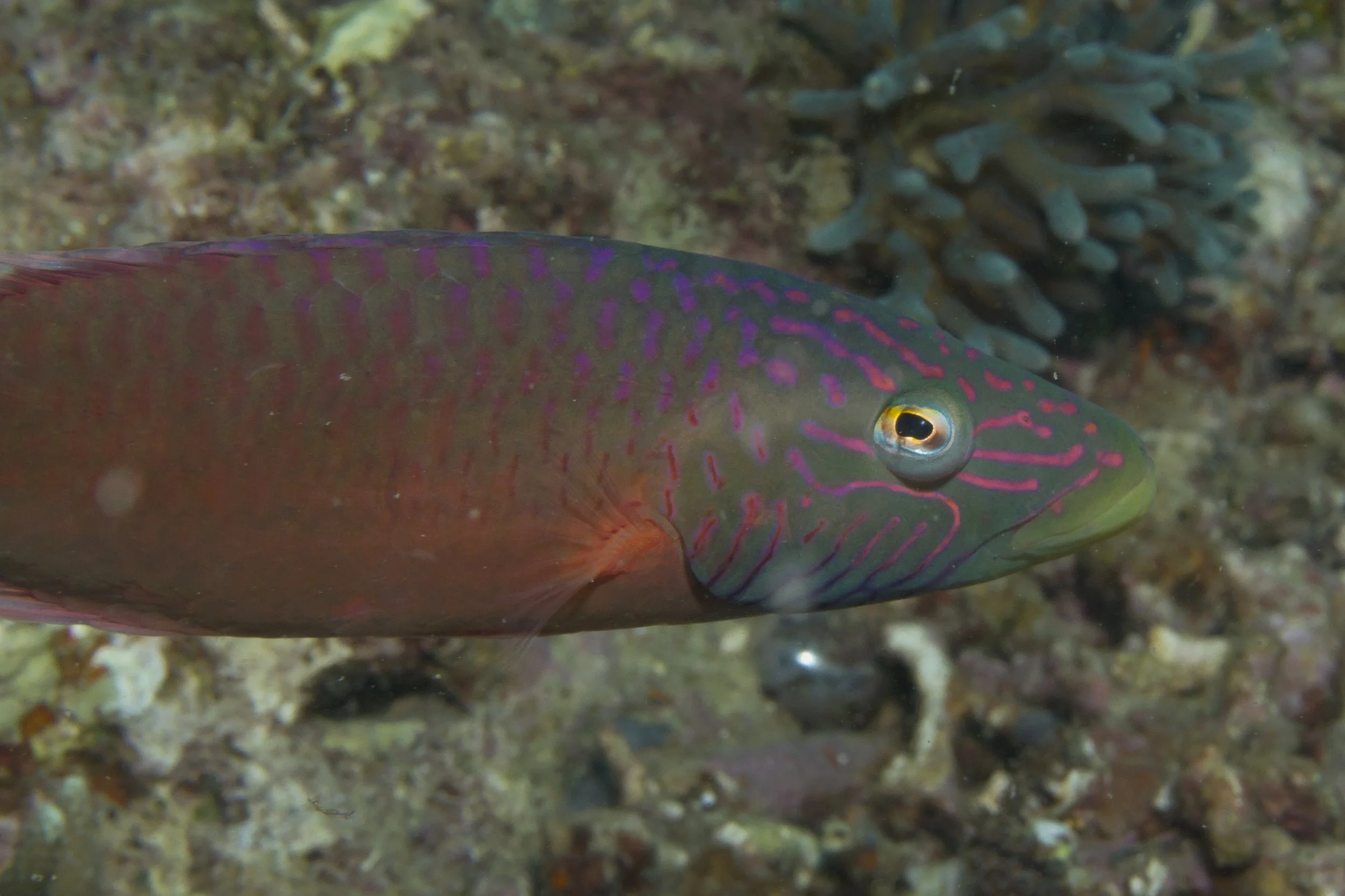 Halmahera_IMG_2337.jpg