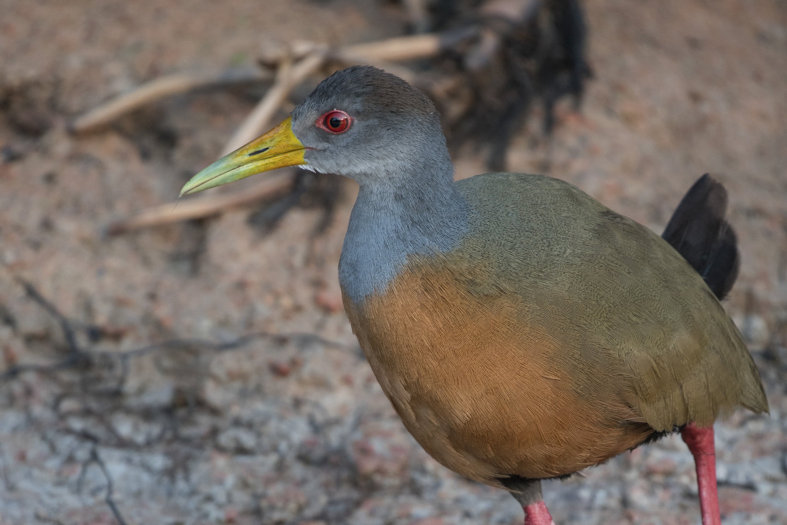 Gray Cowled Wood Rail