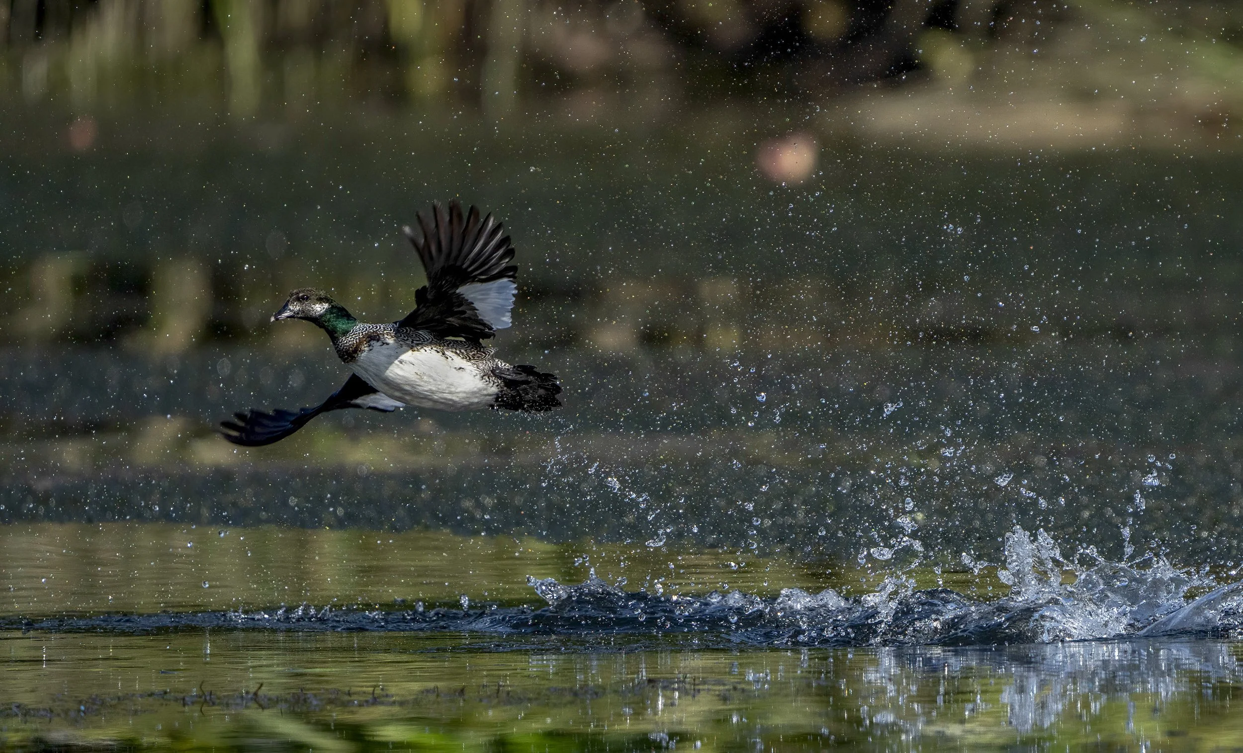 Green Pygmy Goose
