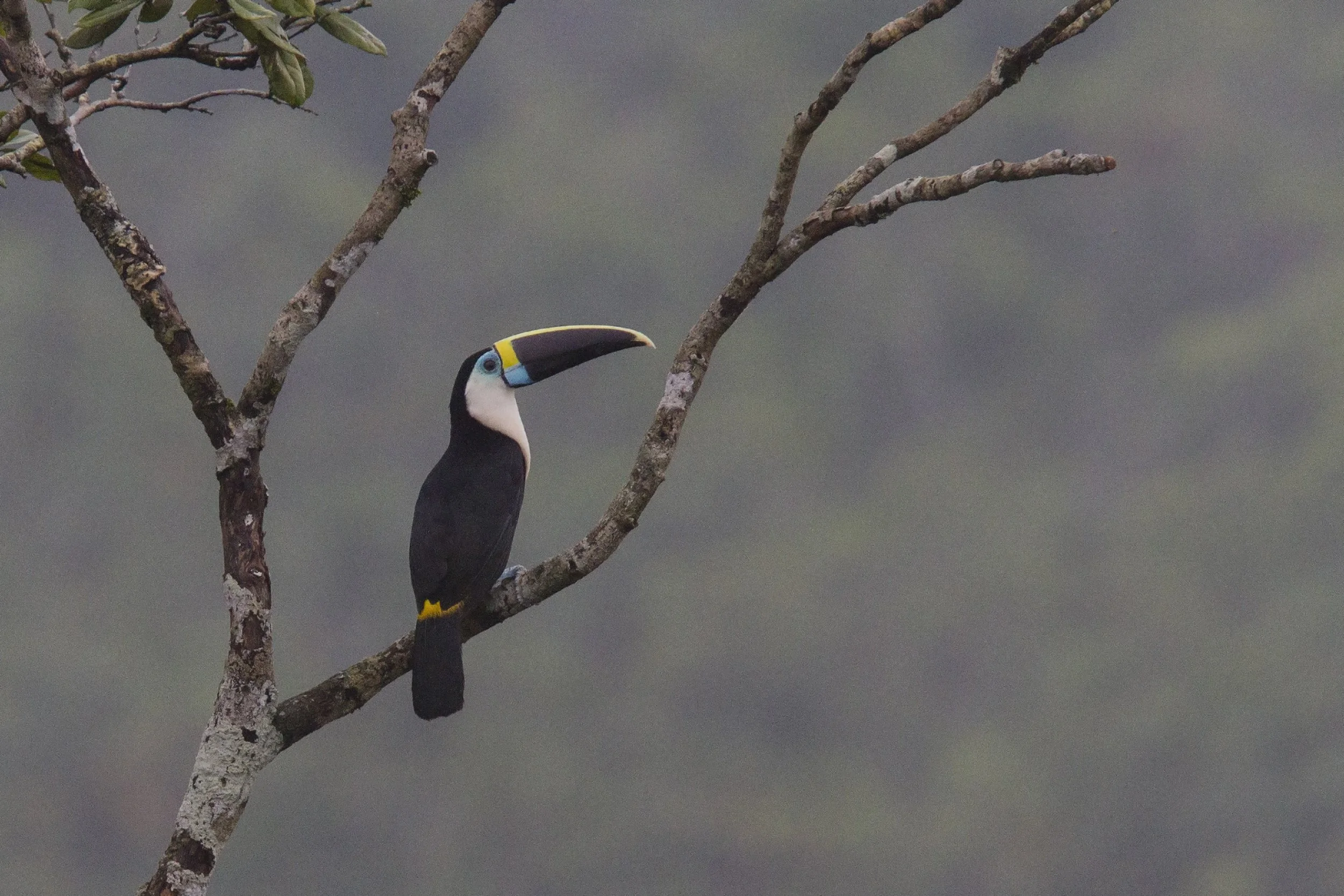 White-throated (Red-billed) Toucan