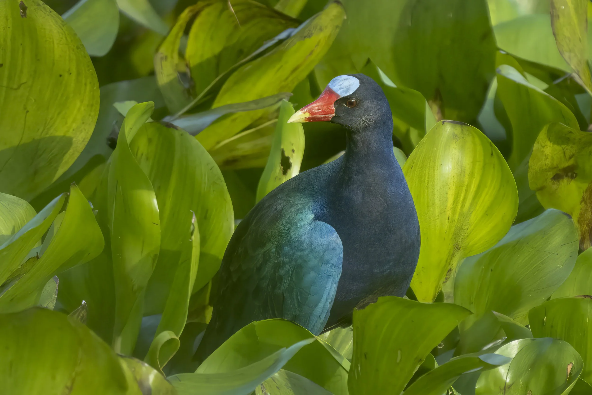 Purple Galinule