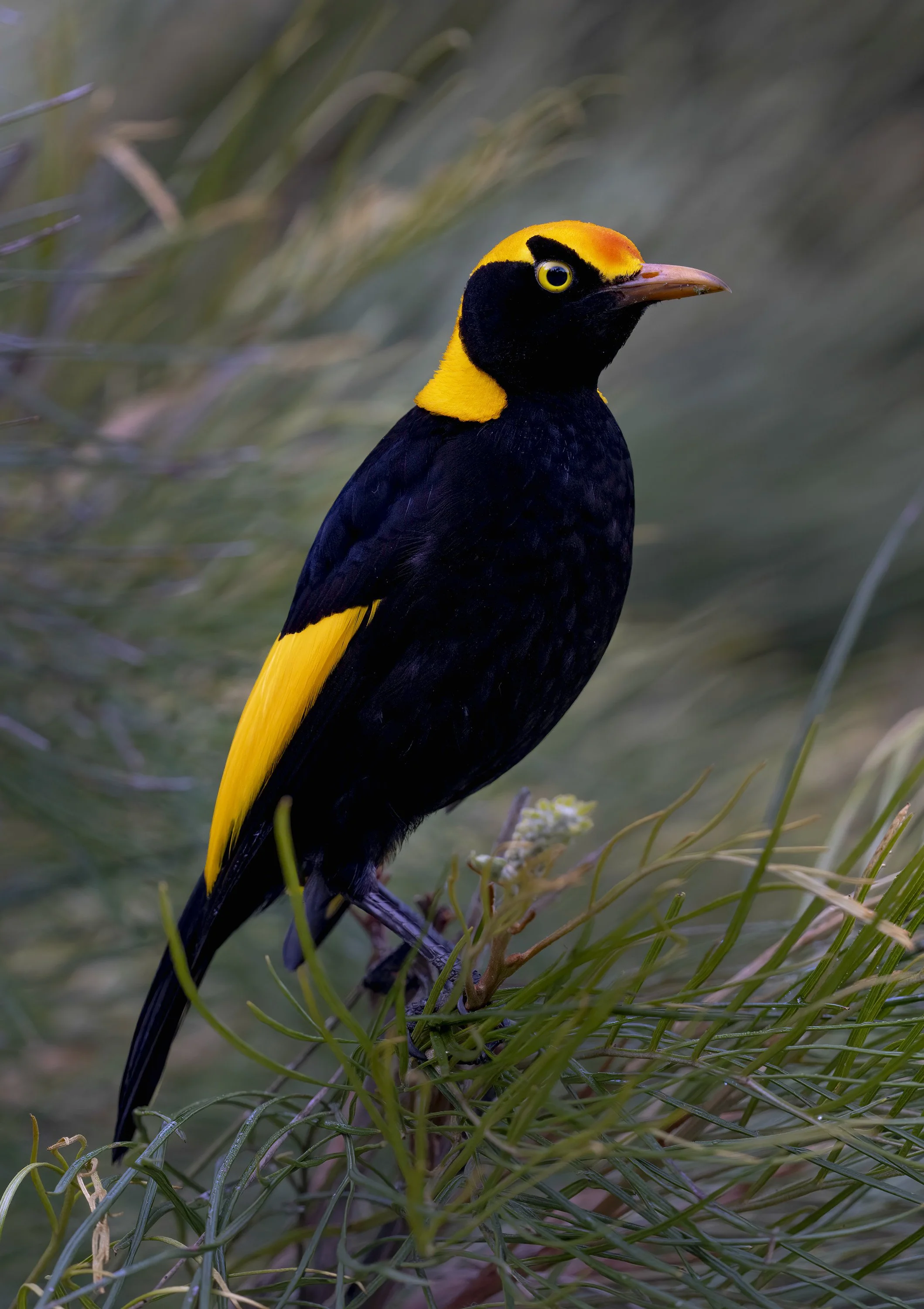 Regent Bowerbird