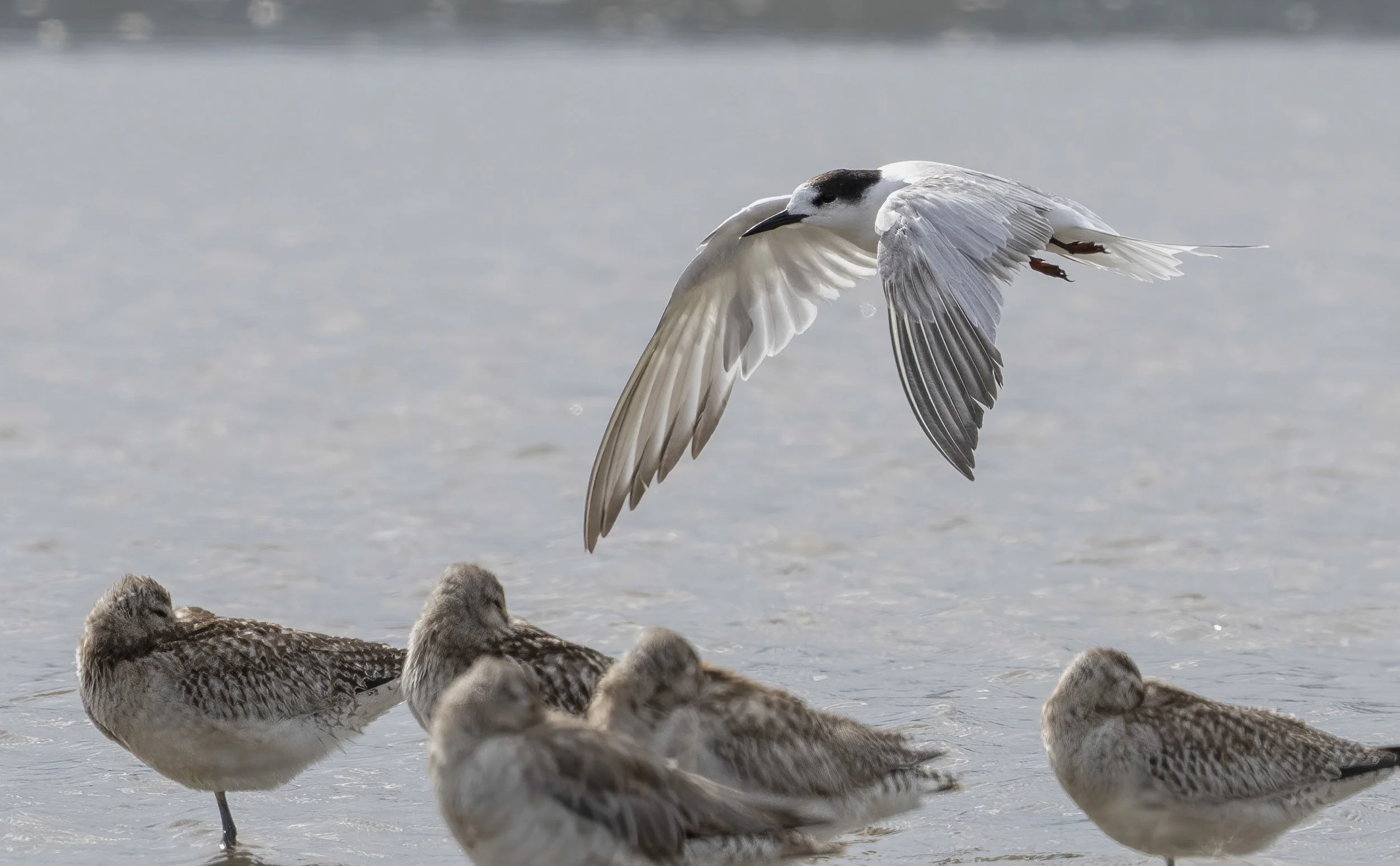 Australian Tern