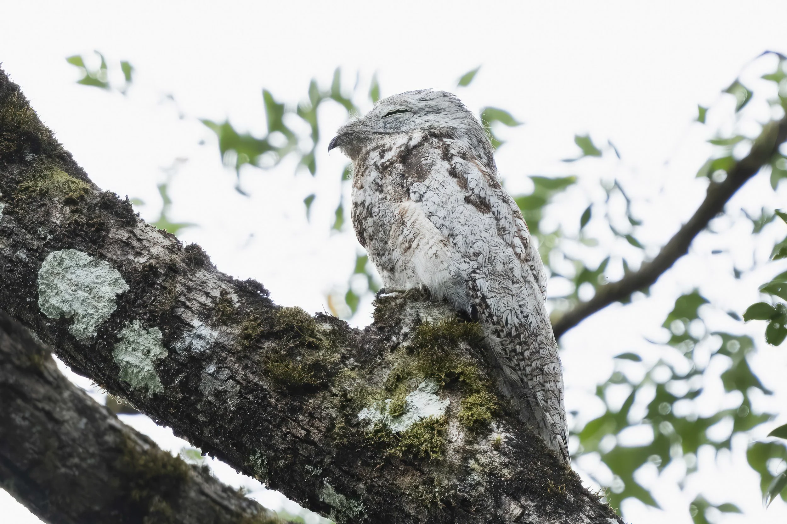 Great Potoo