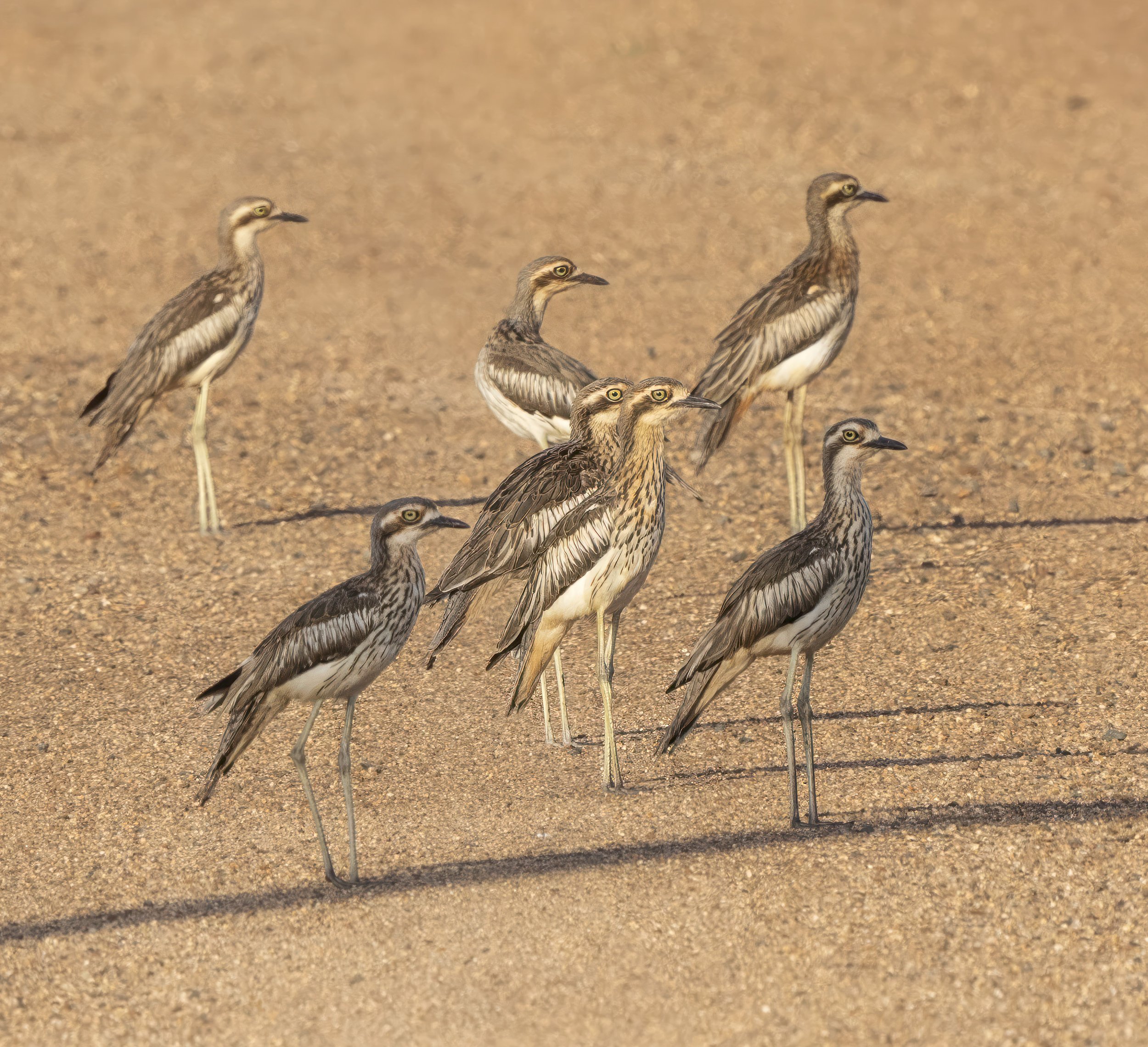 Bush Stone Curlew
