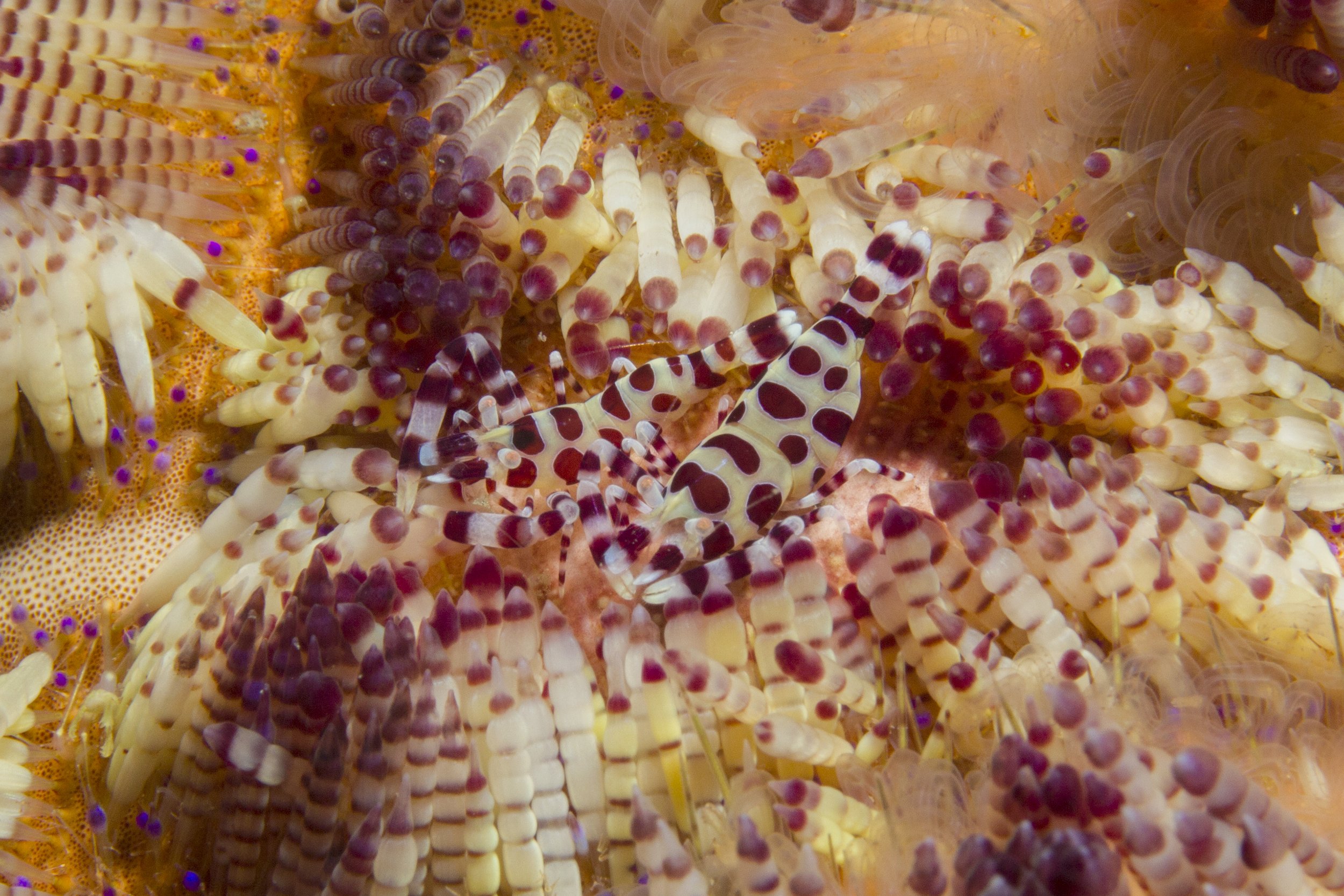 Lembeh_IMG_0270.jpg