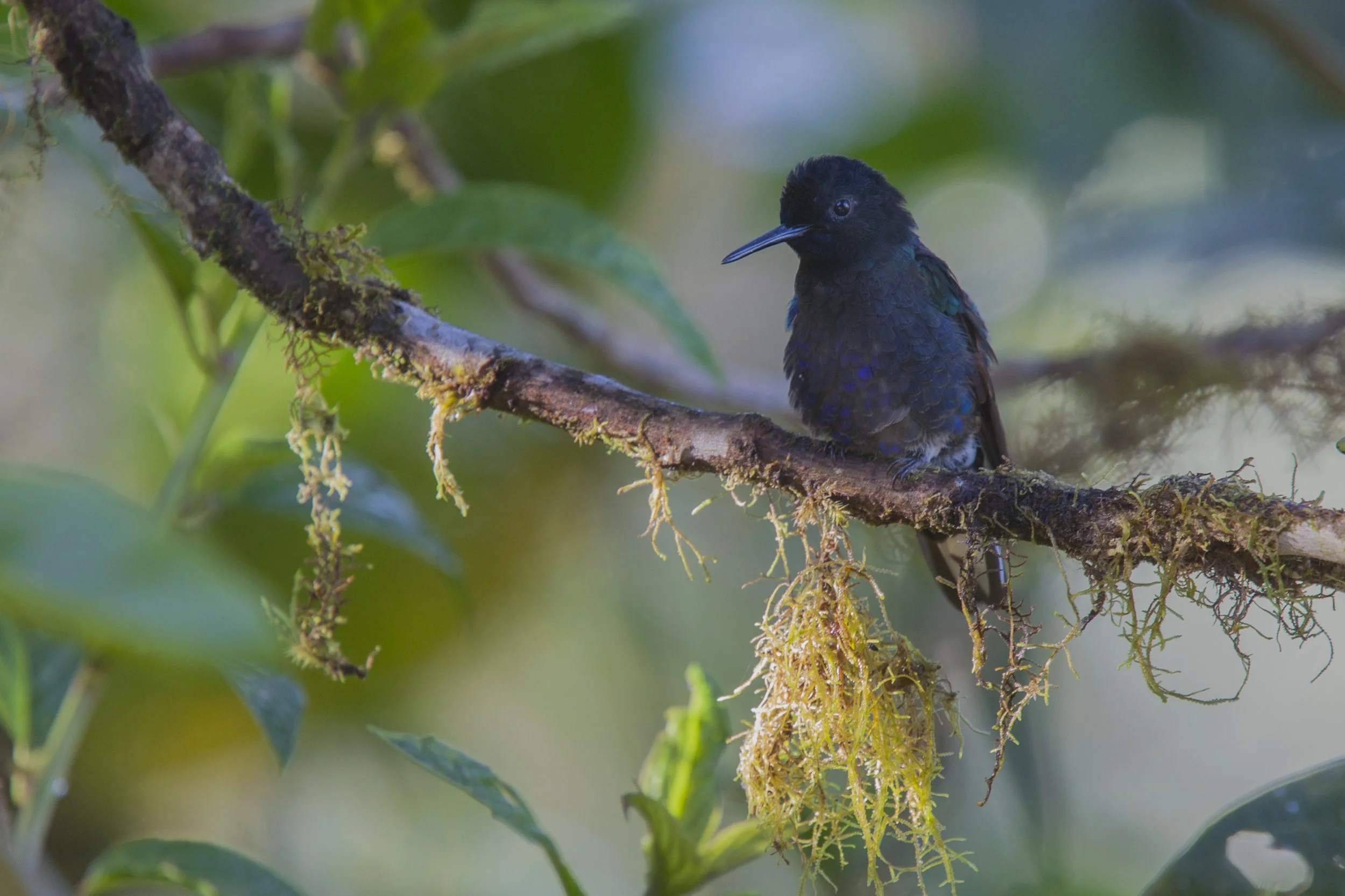Velvet Purple Coronet