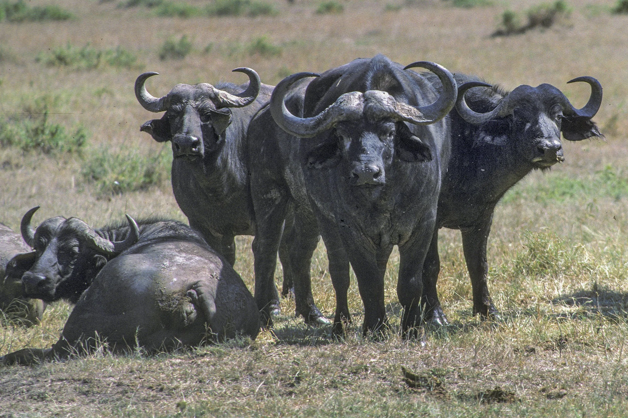 Cape Buffalo