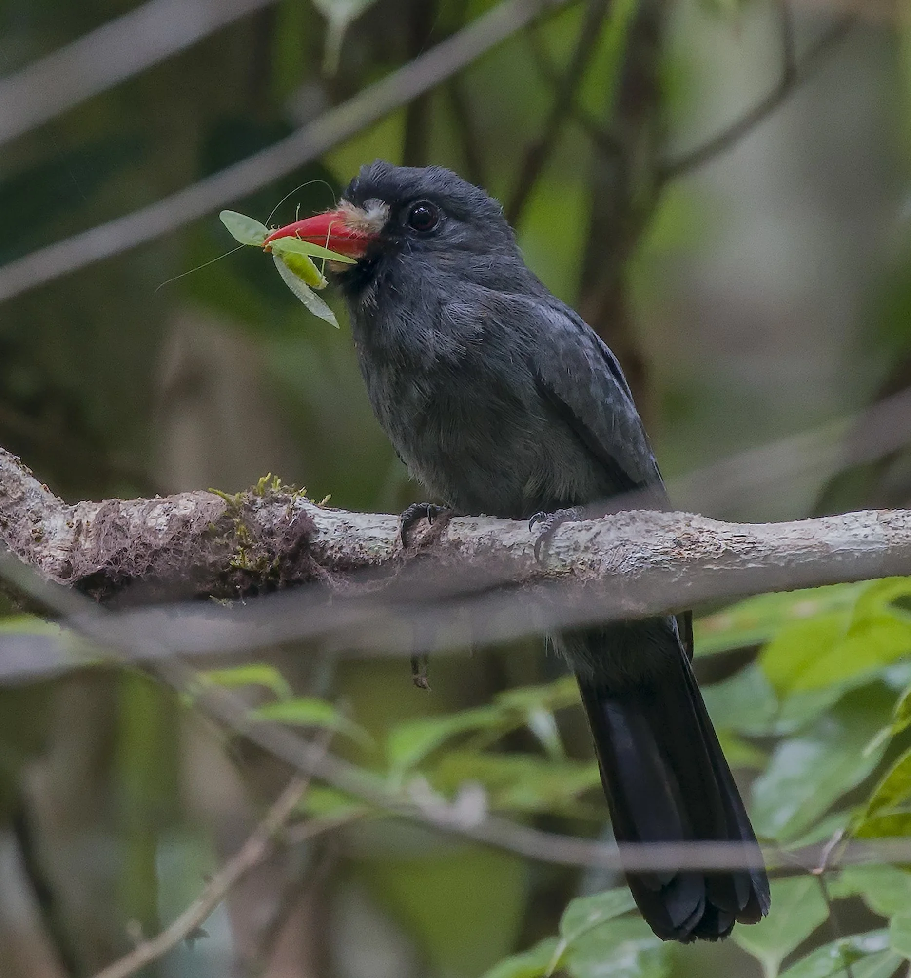White Fronted Nunbird