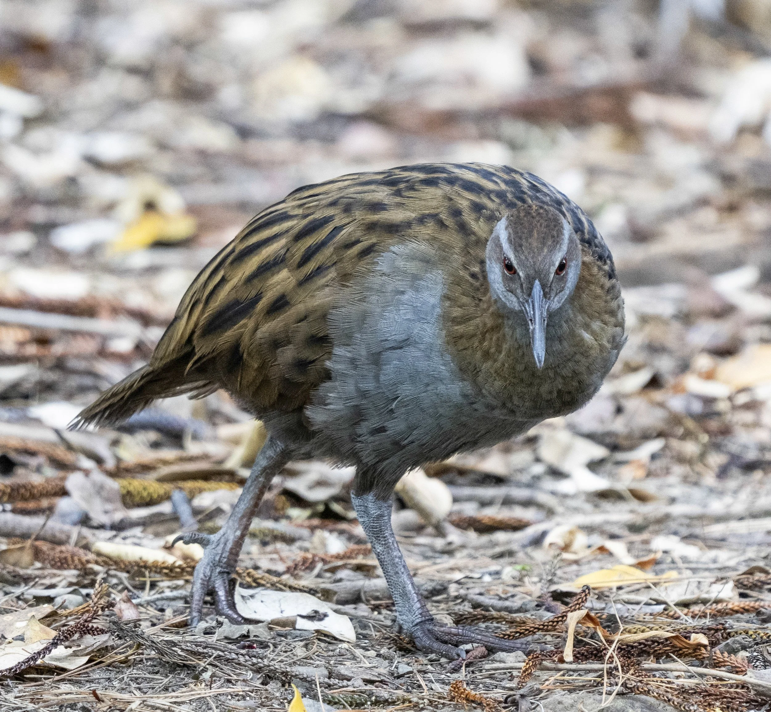 Weka