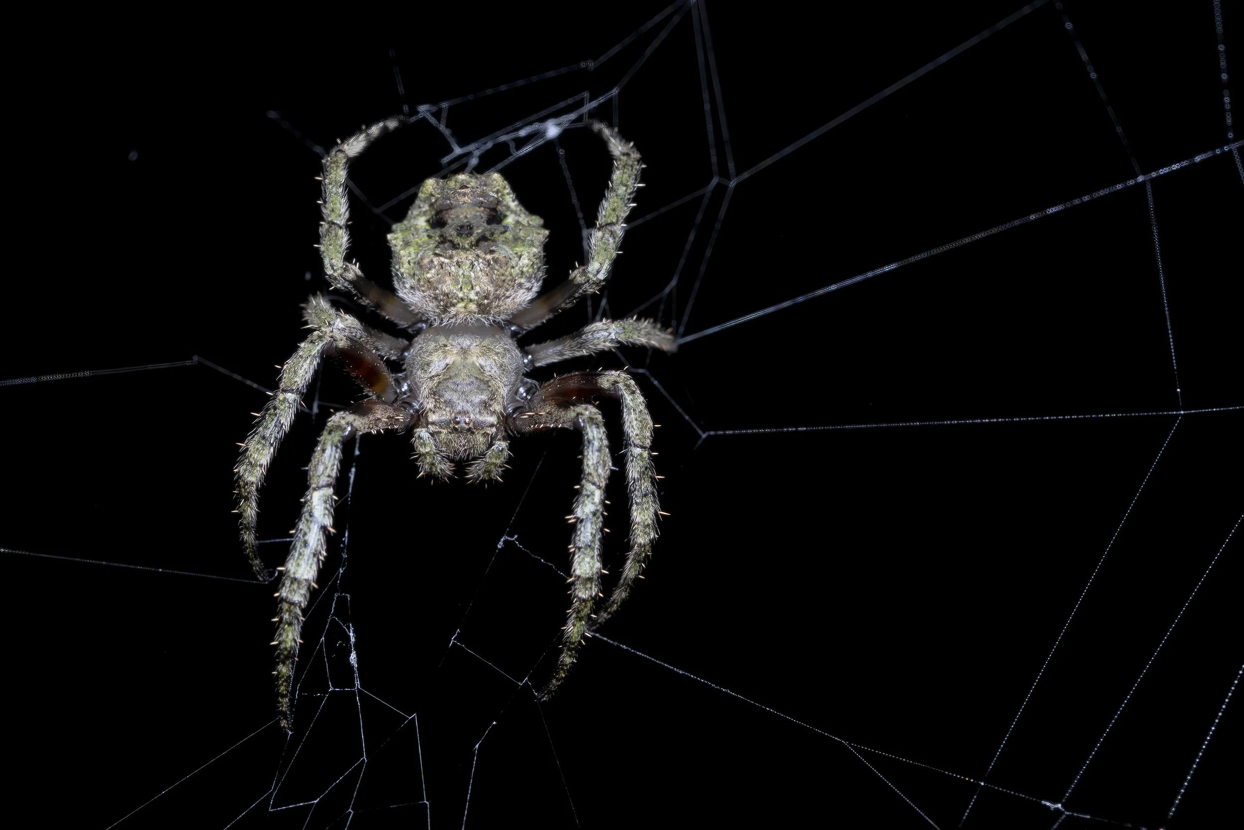 Spider