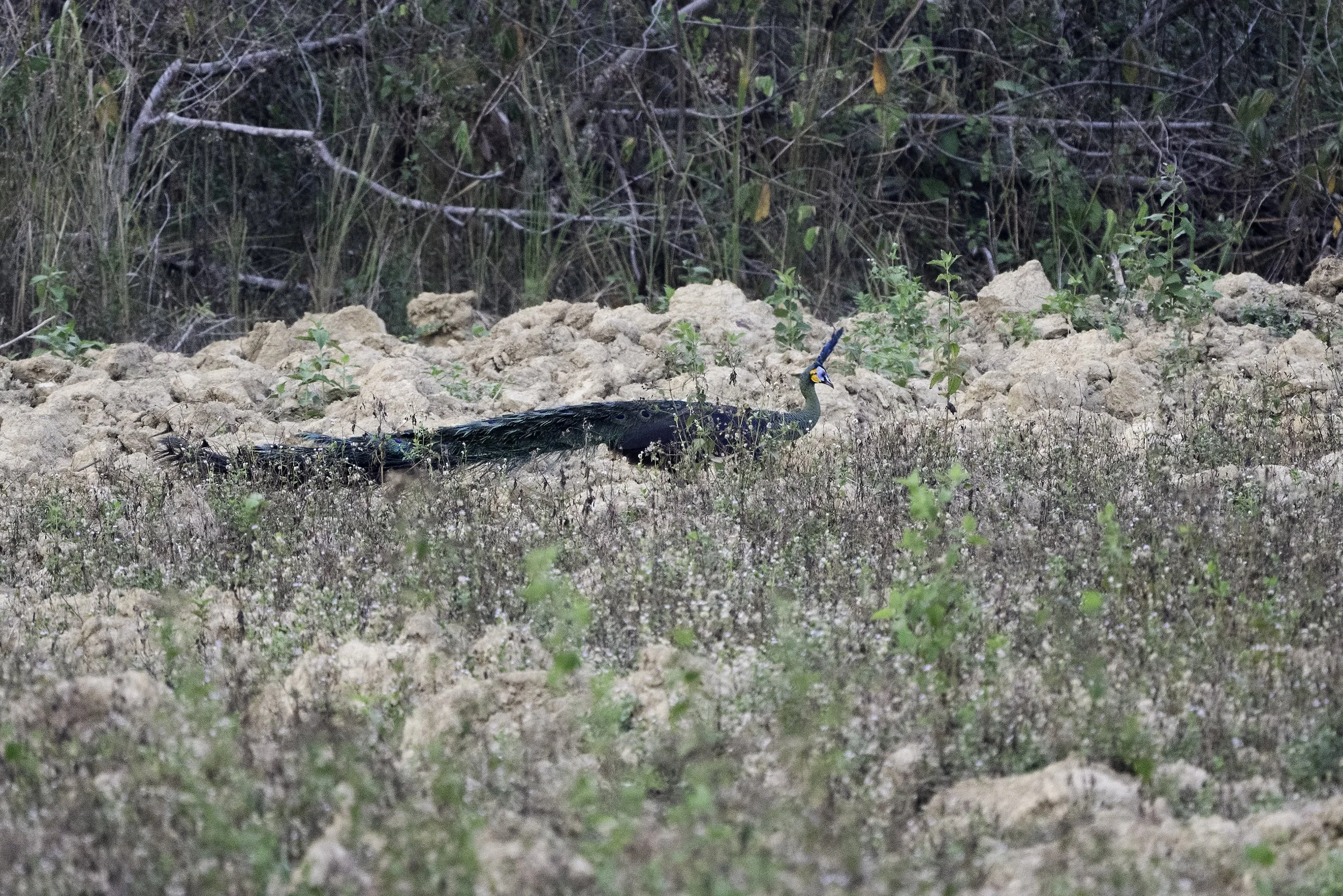 Green Peafowl