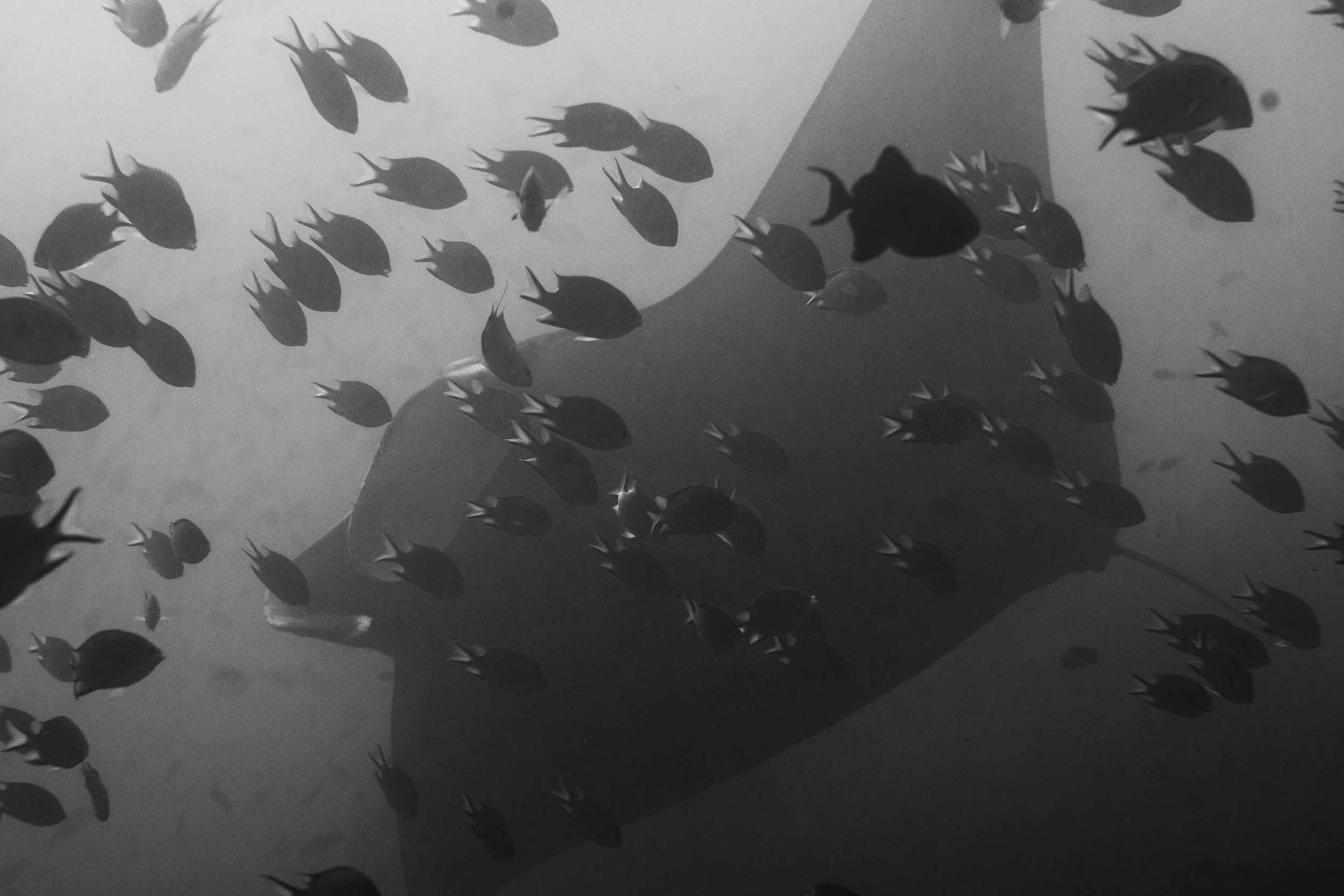 Komodo_DSC08718.jpg