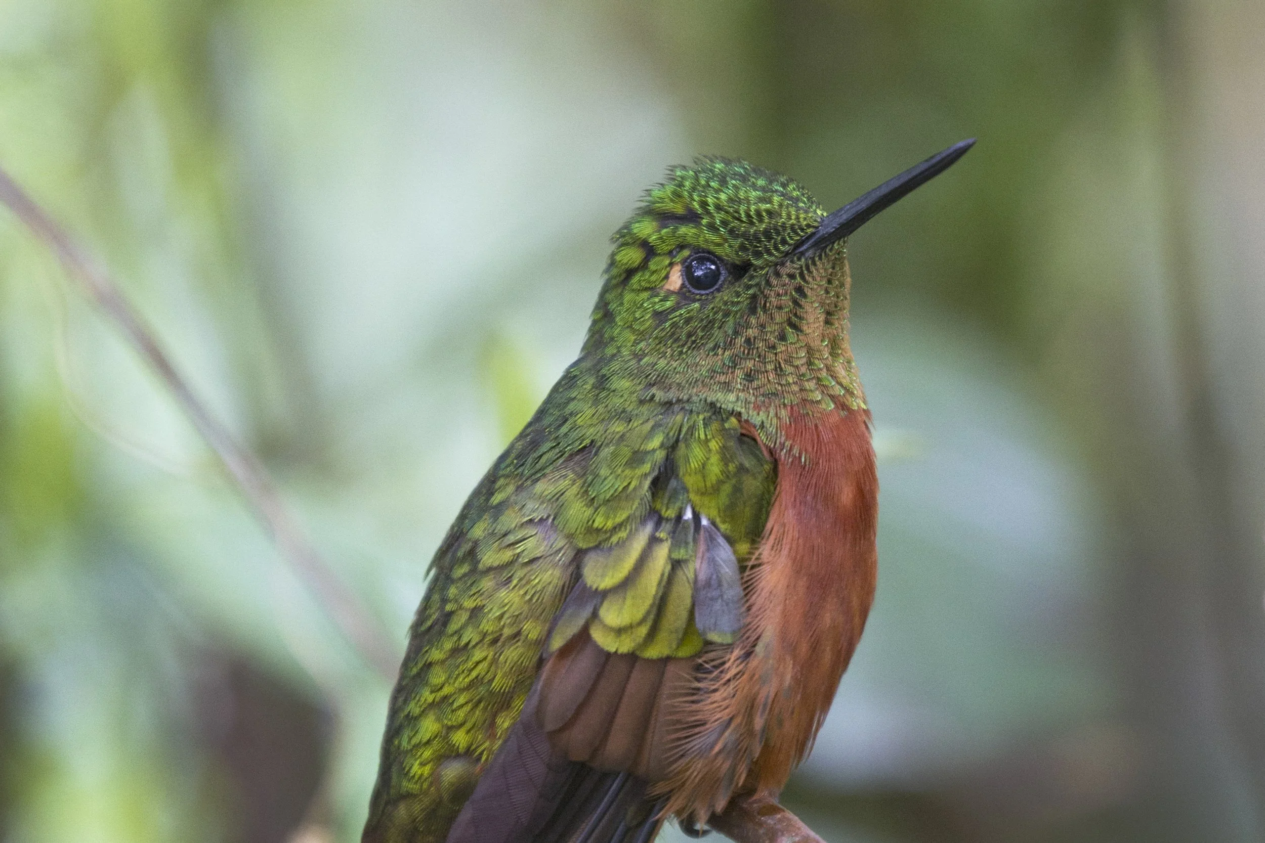 Chestnut Breasted Coronet