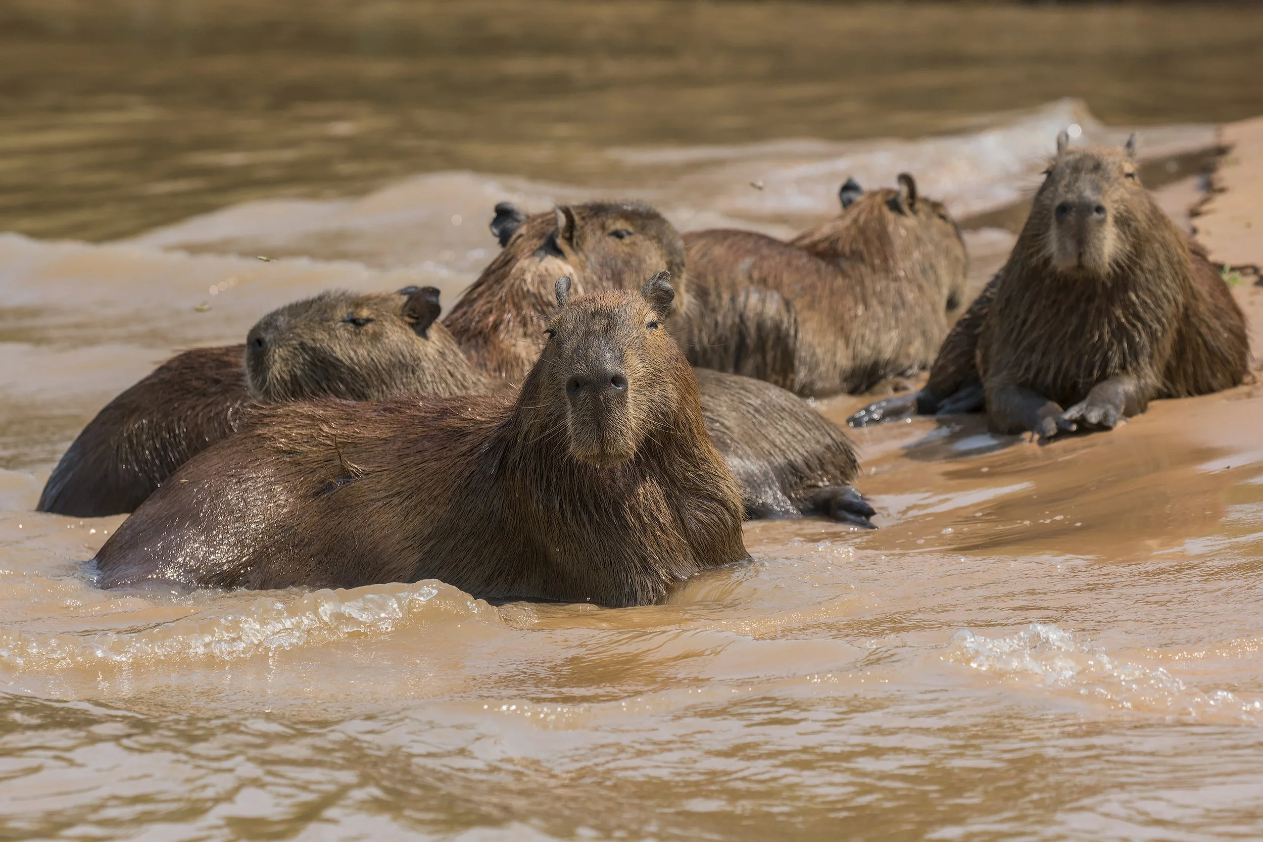 Capybara