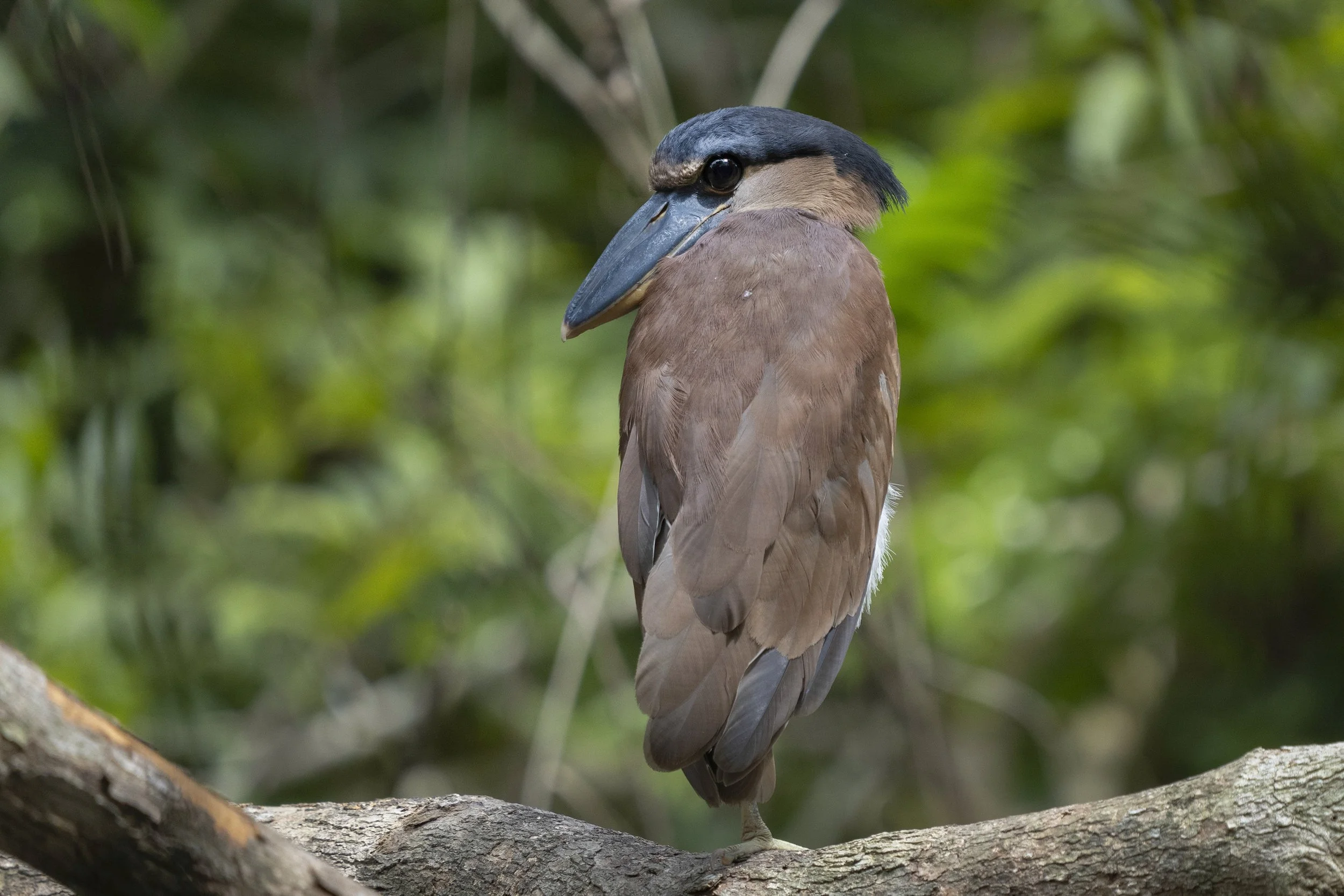 Boat Billed Heron