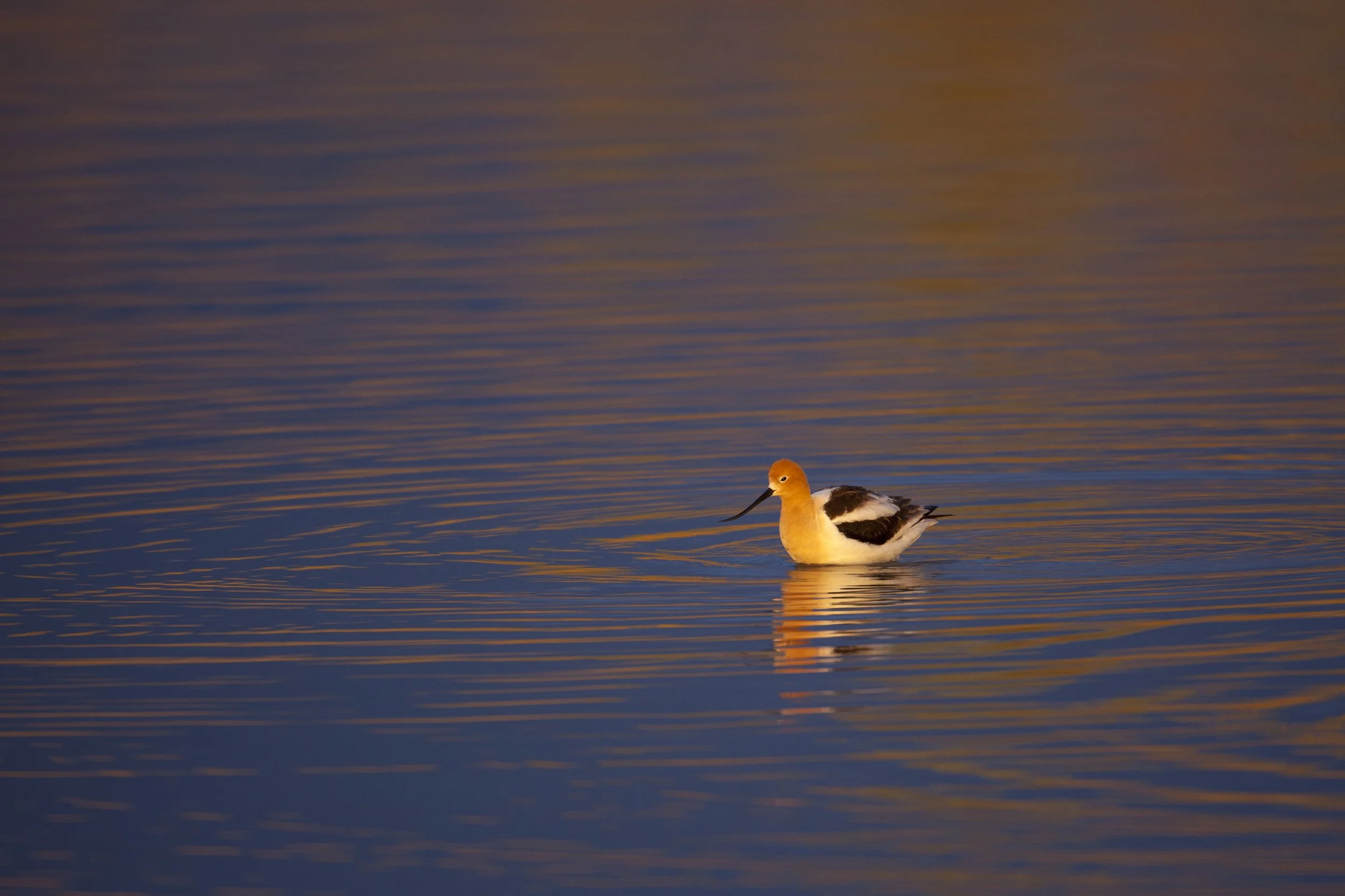 American Avocet