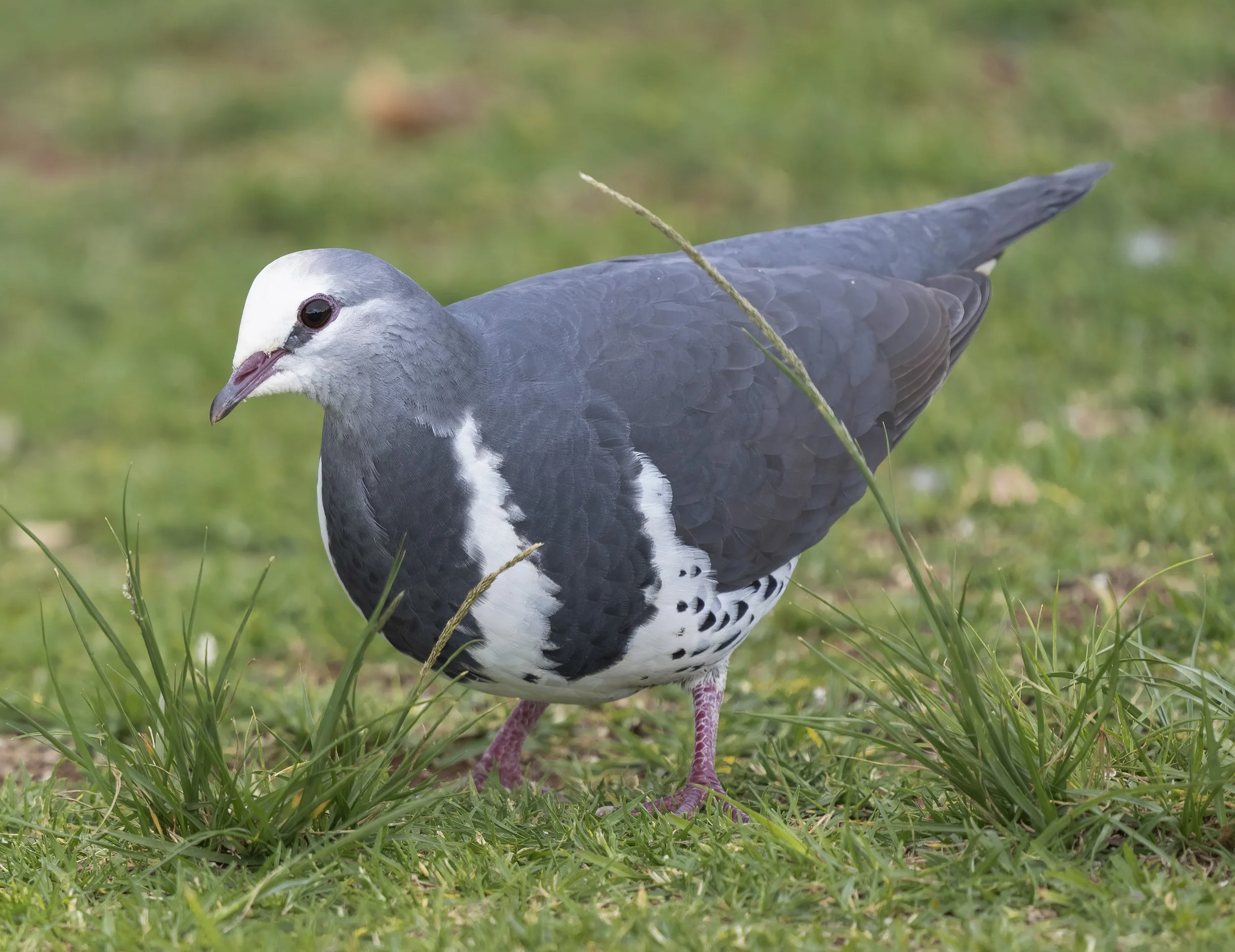 Wonga Pigeon