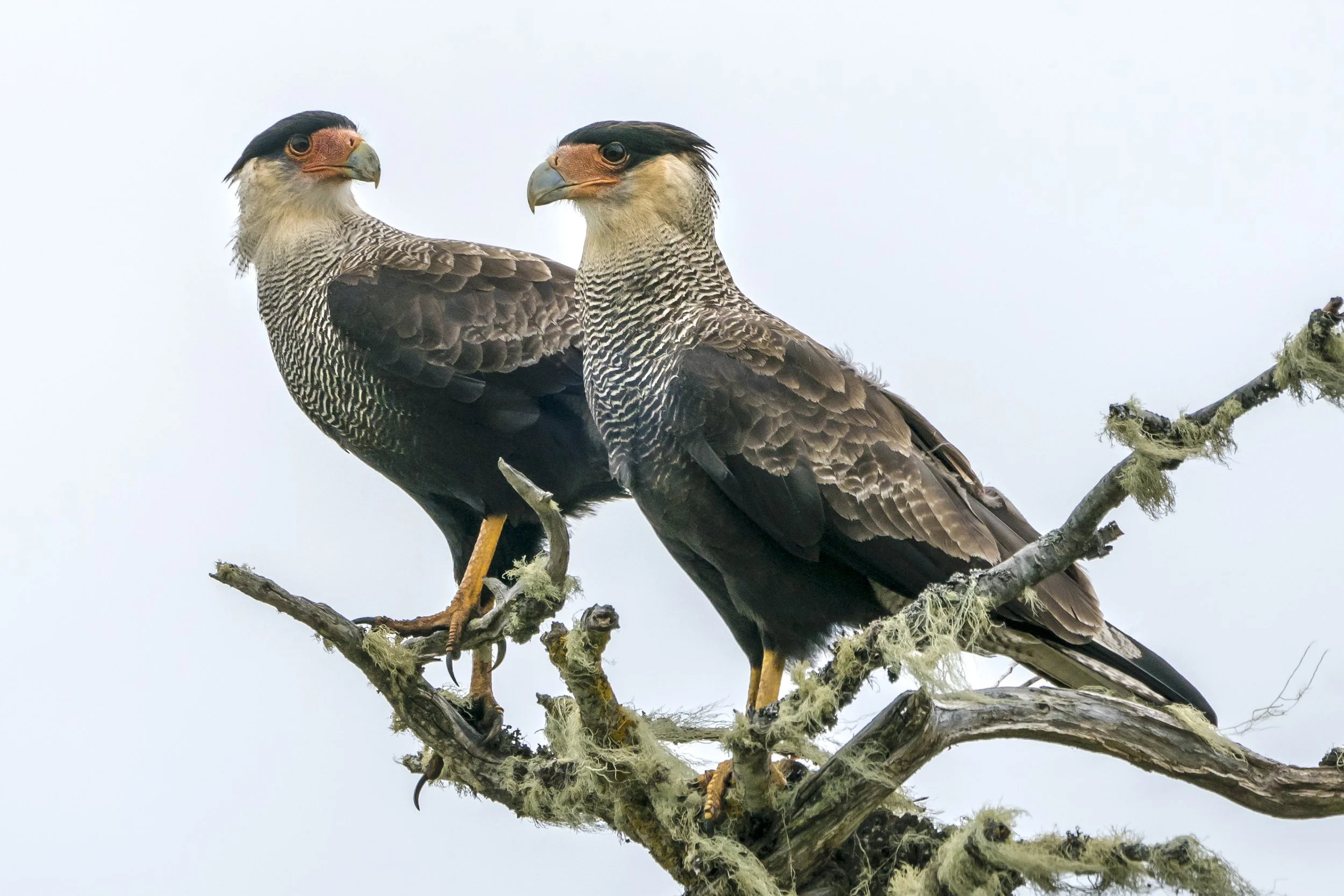 Southern Crested Caracara