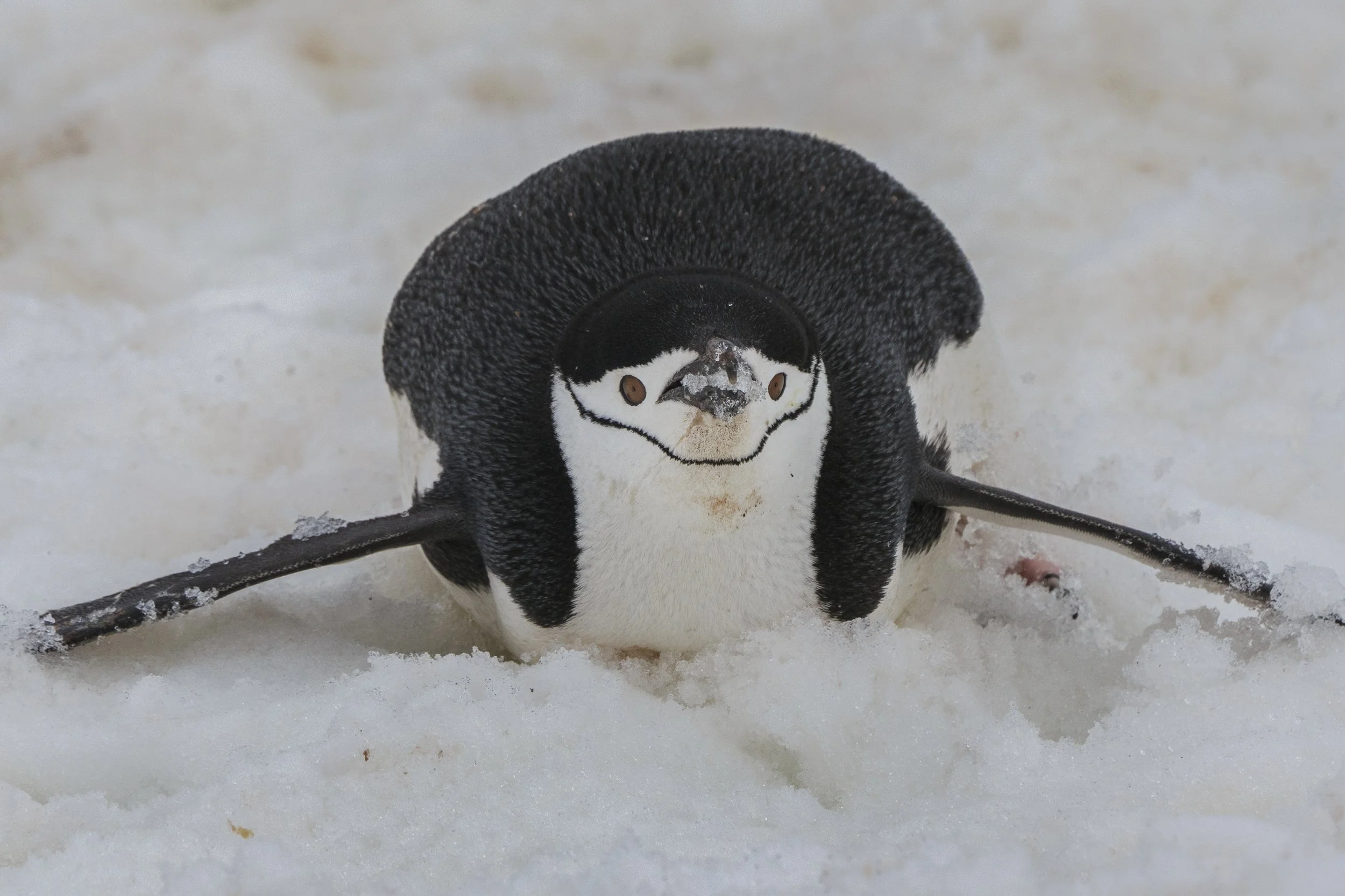 Chinstrap Penguin