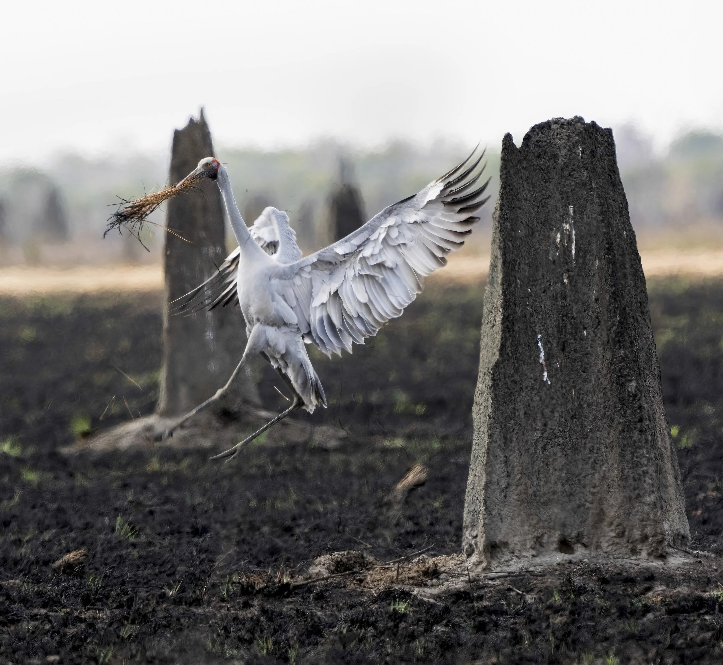 Brolga