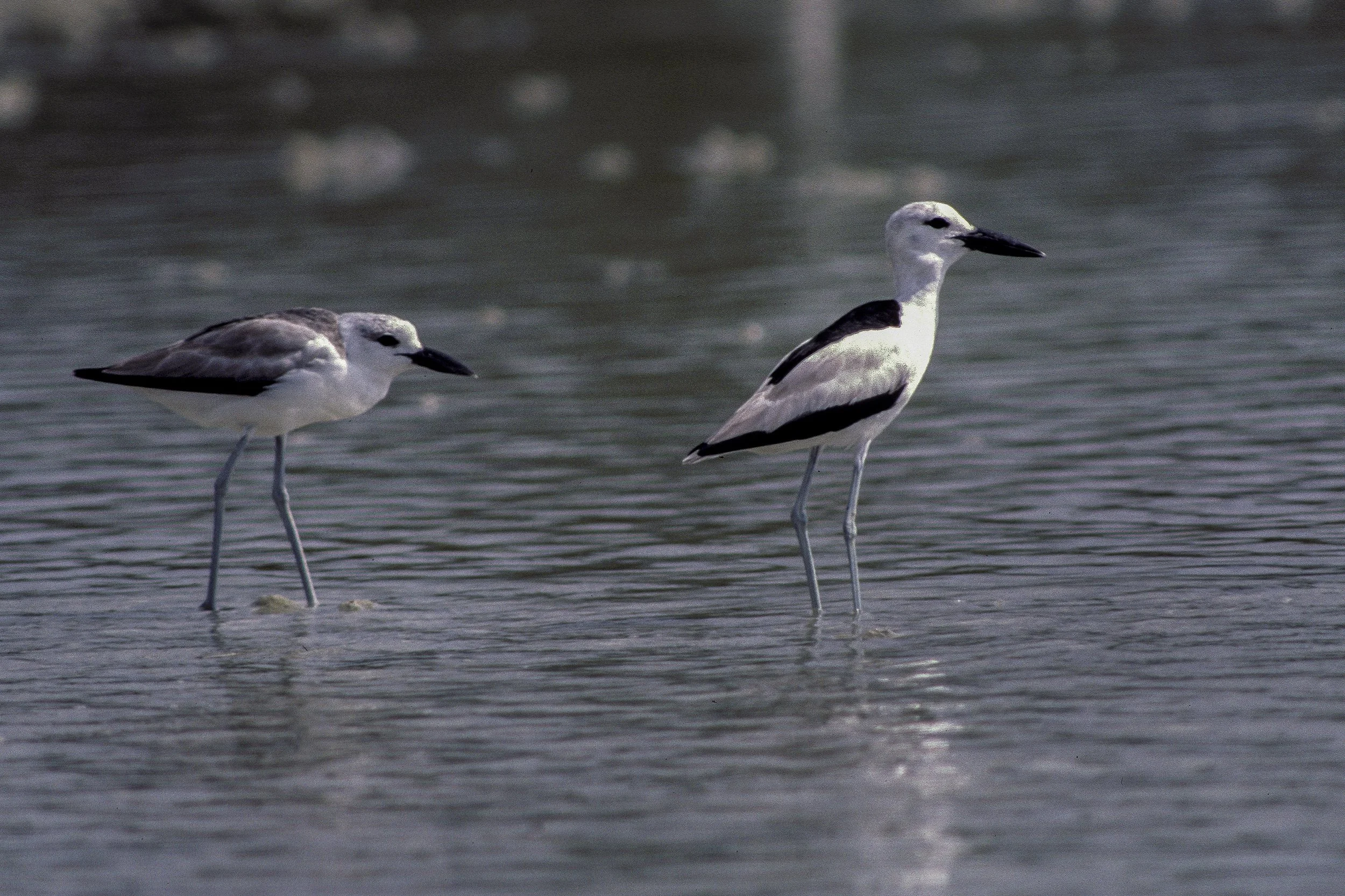 Crab Plover