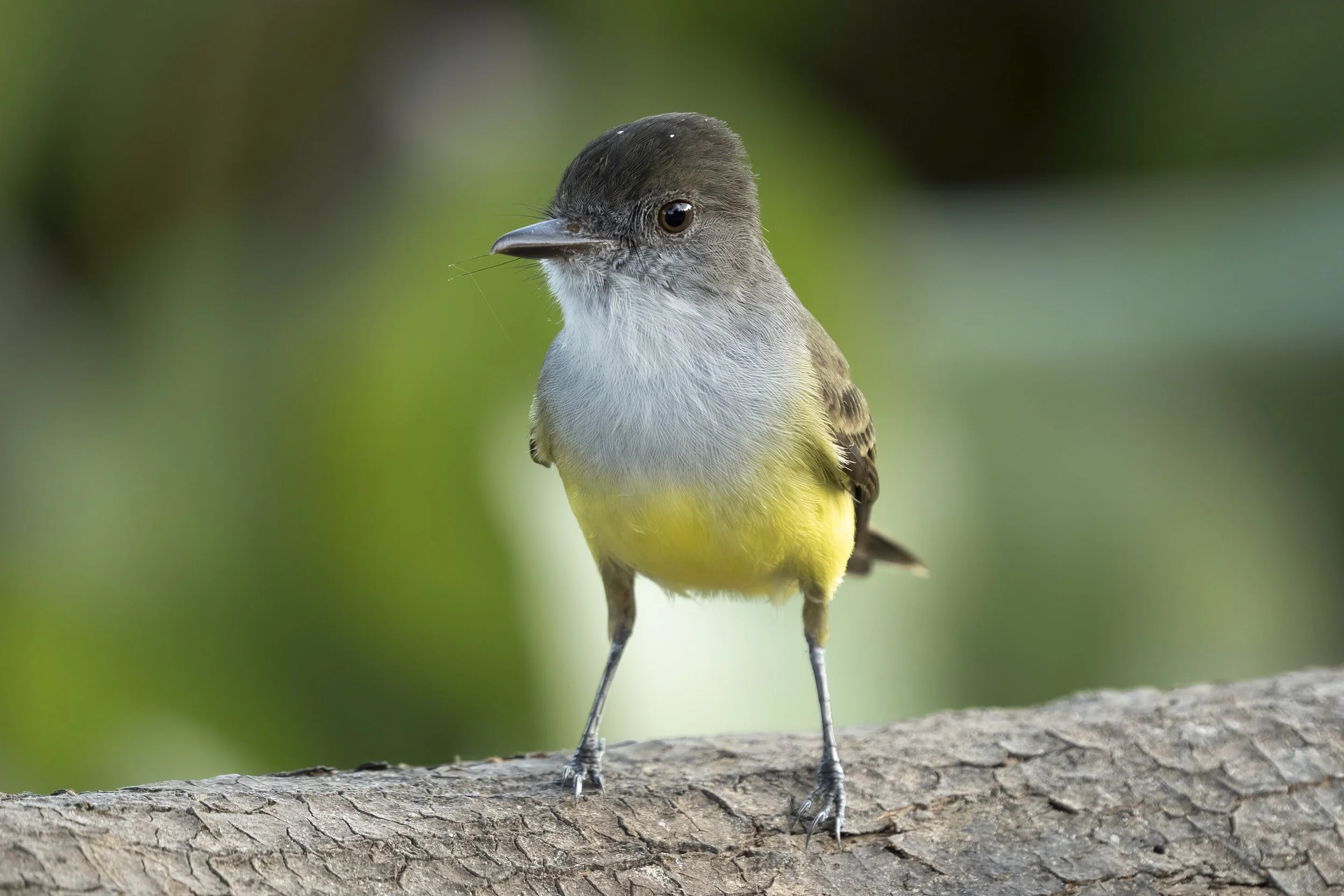 Panamanian Flycatcher