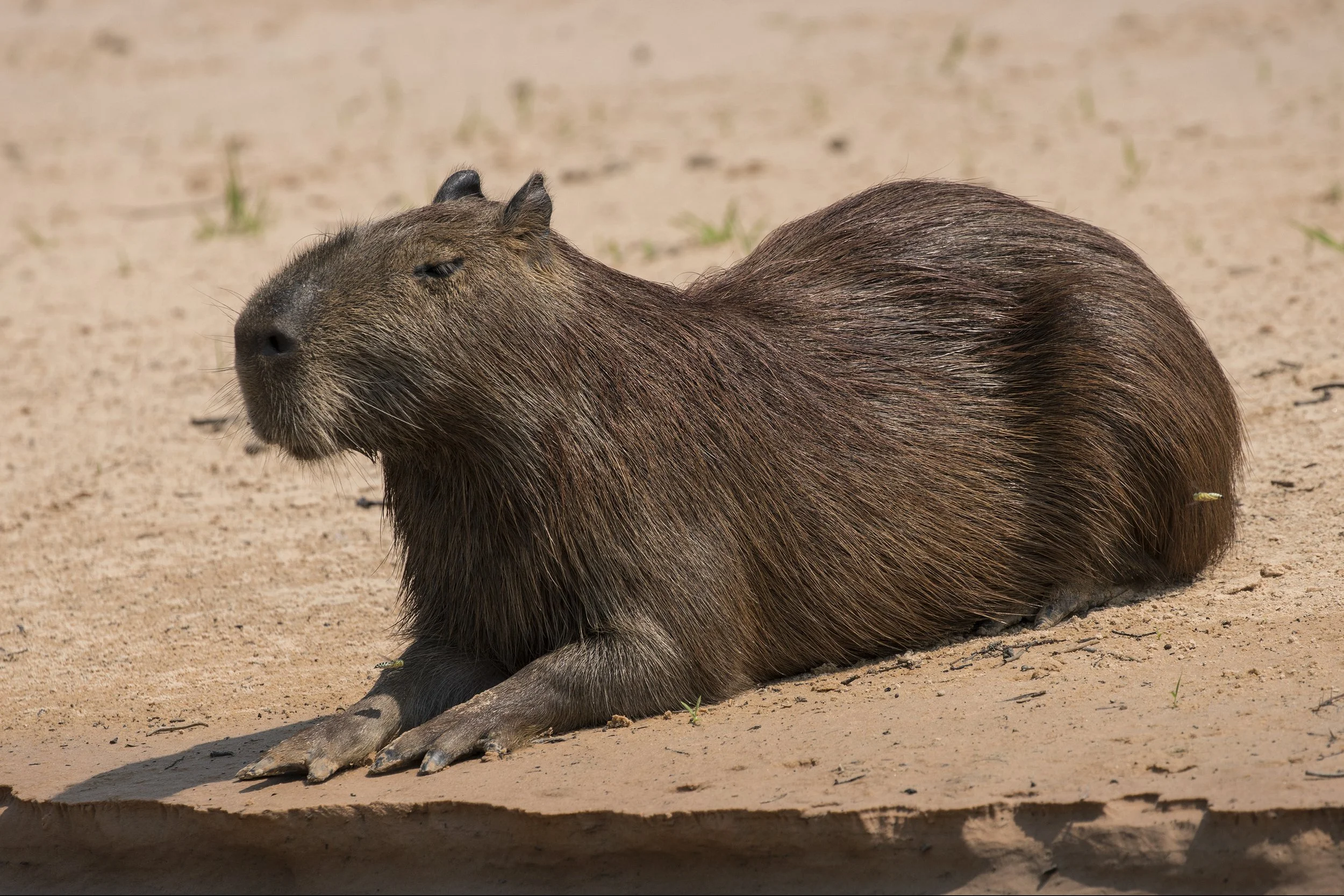 Capybara
