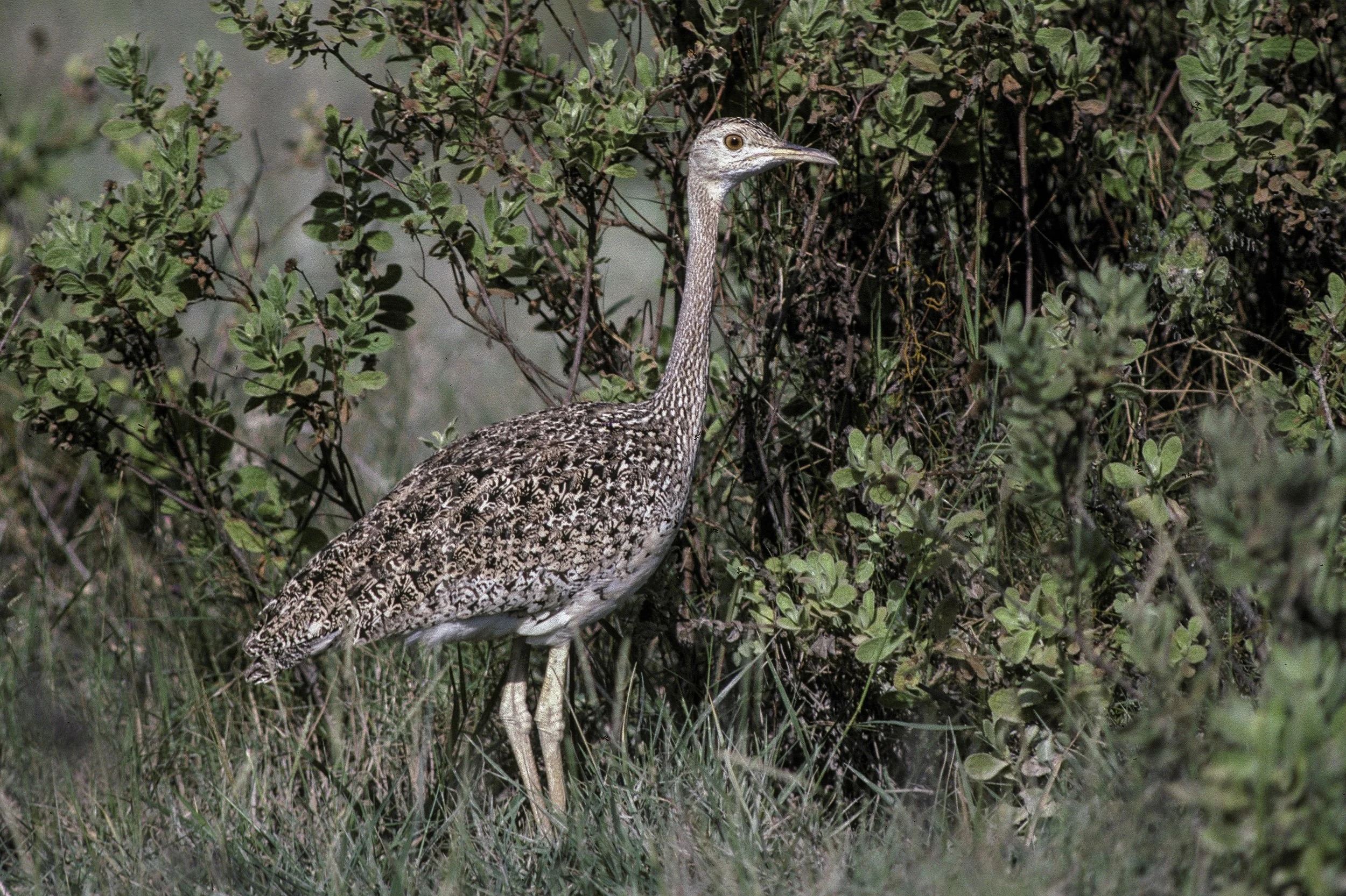 Hartlaubs Bustard