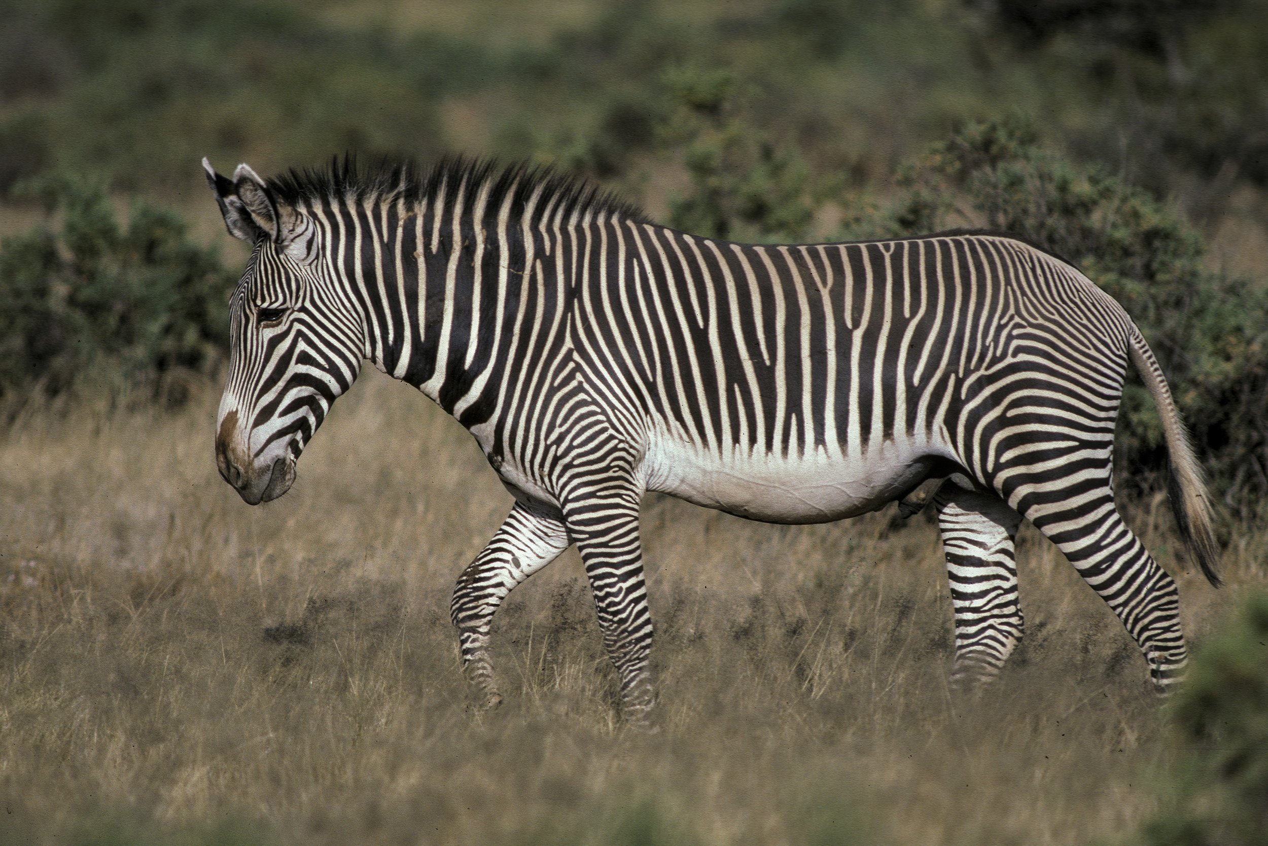 Zebra