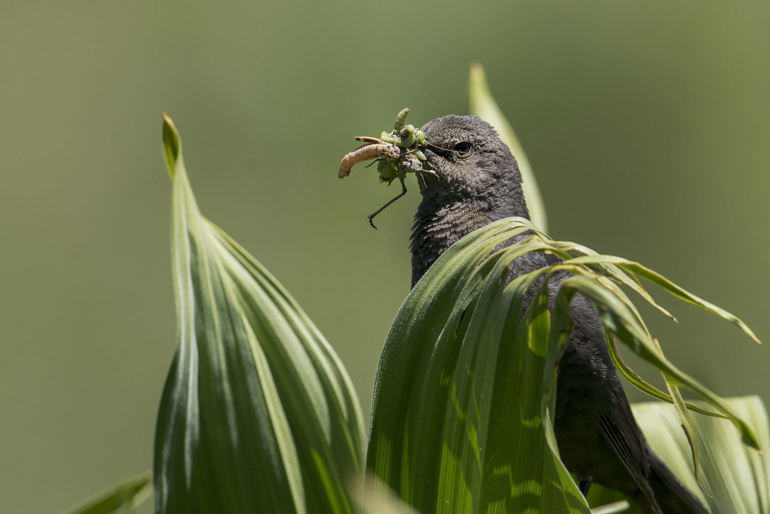 Brewer's Blackbird
