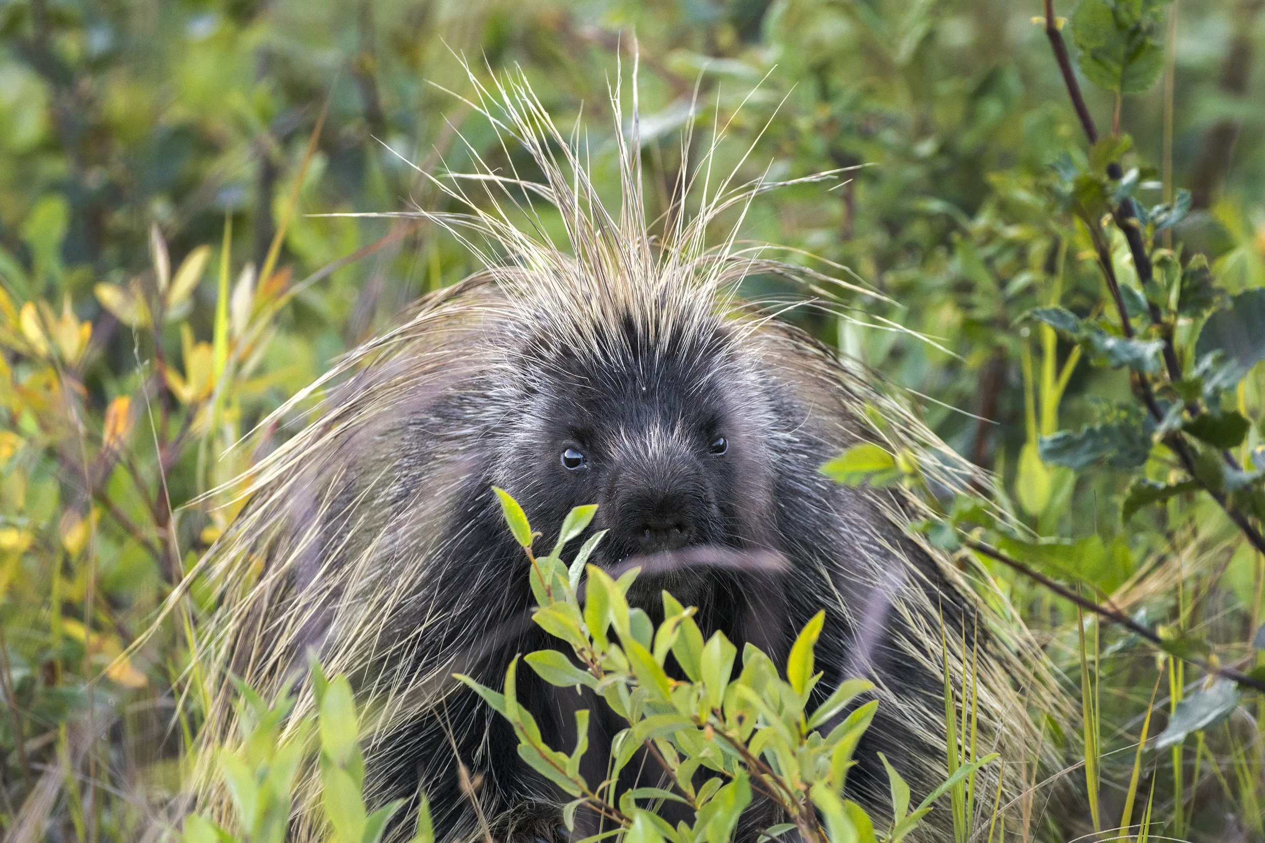 Porcupine, Alaaska