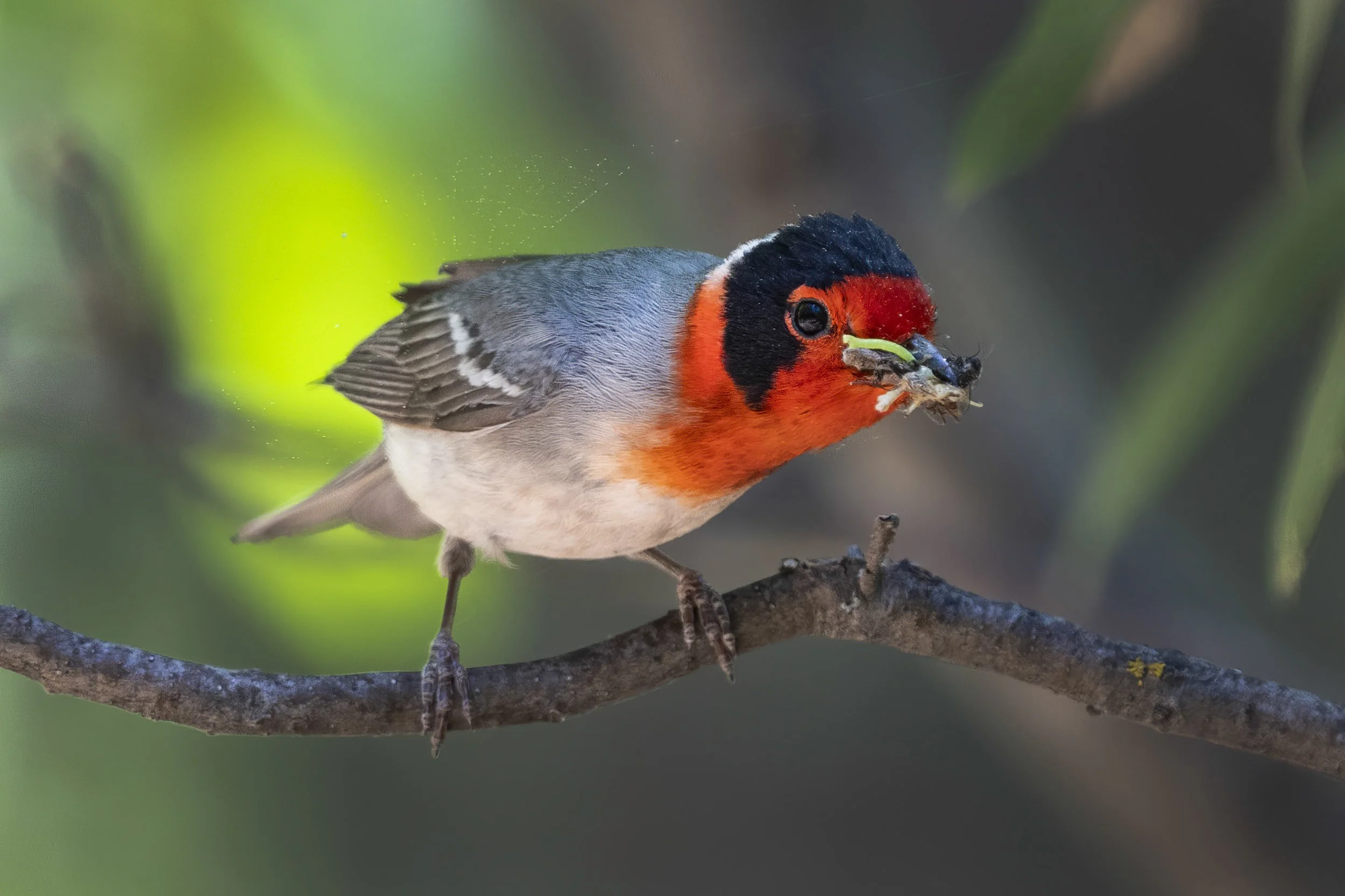 Red Faced Warbler