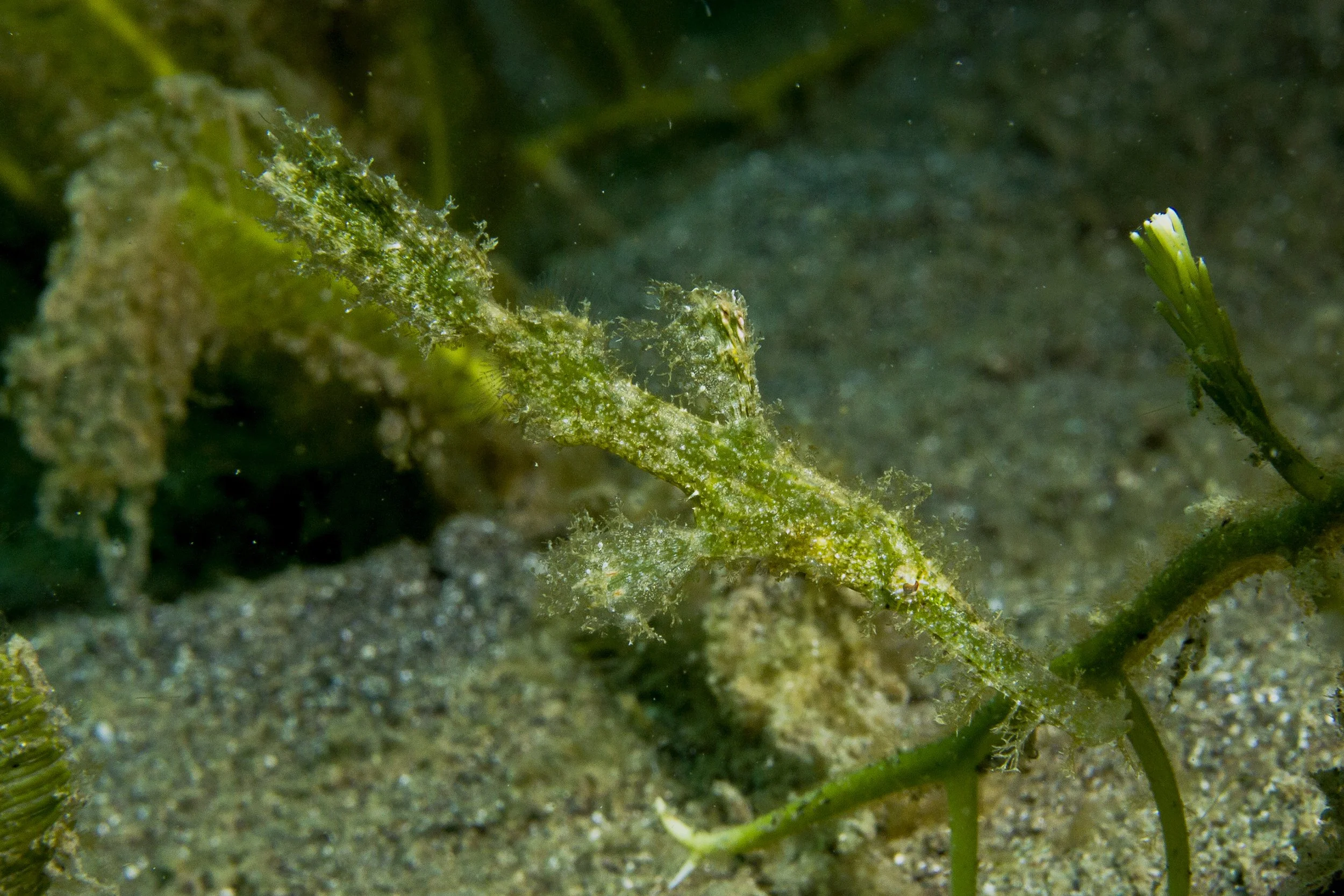 Halmahera_IMG_3052.jpg