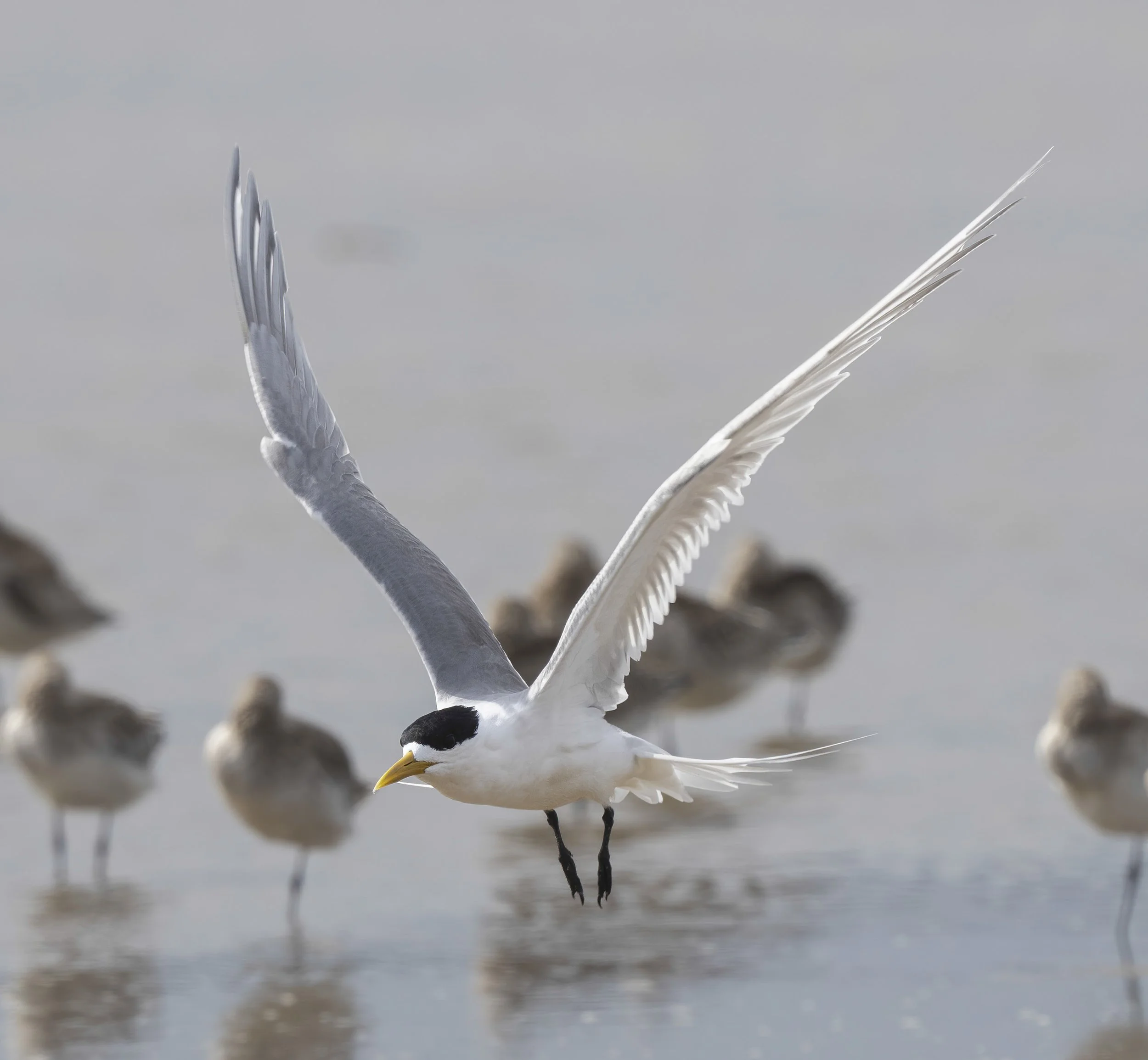 Great Crested Tern