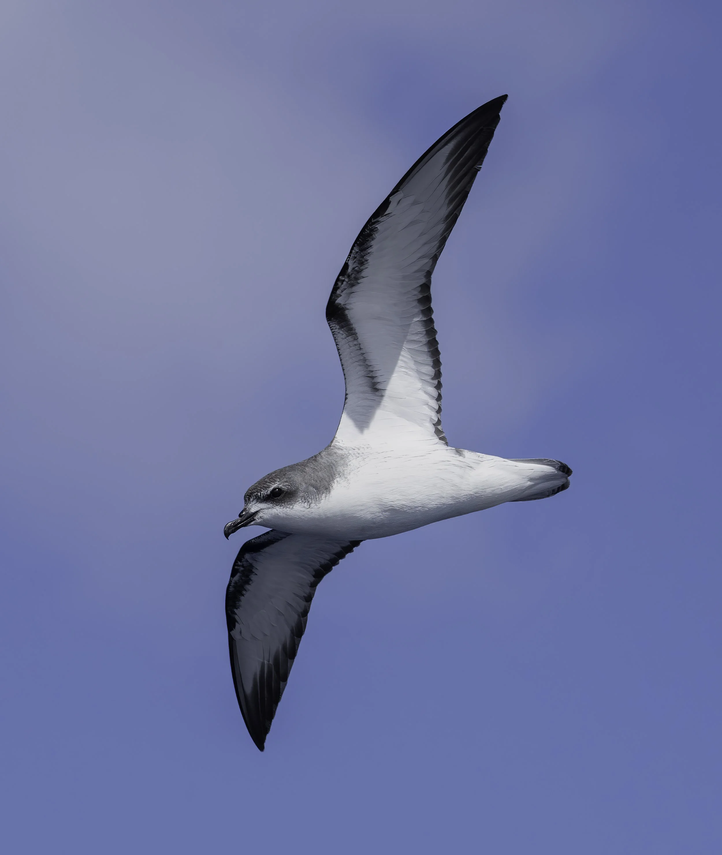 Cooks Petrel