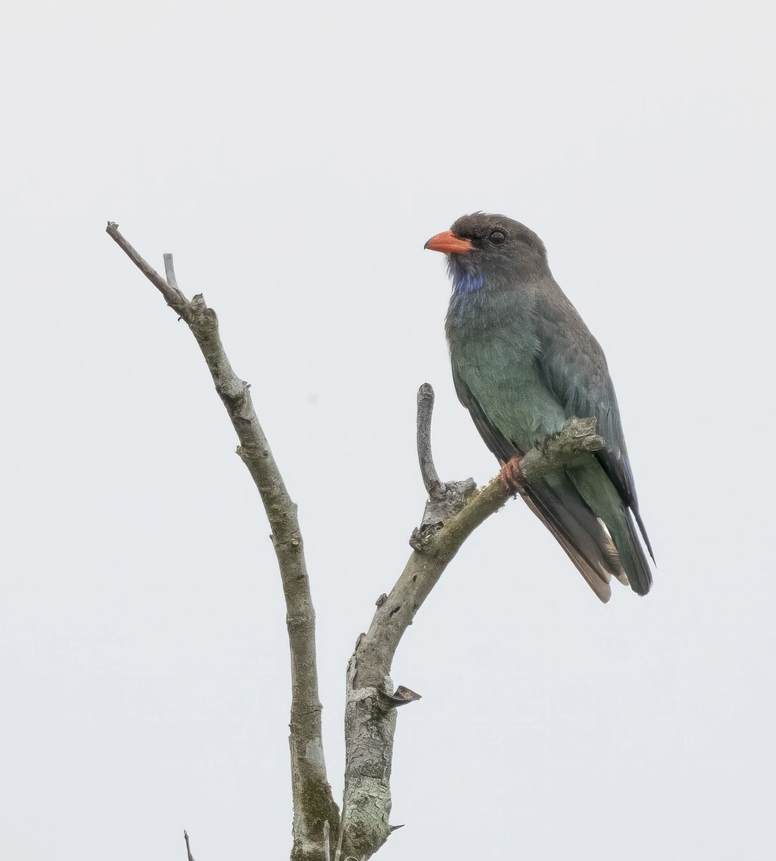 Oriental Dollarbird 