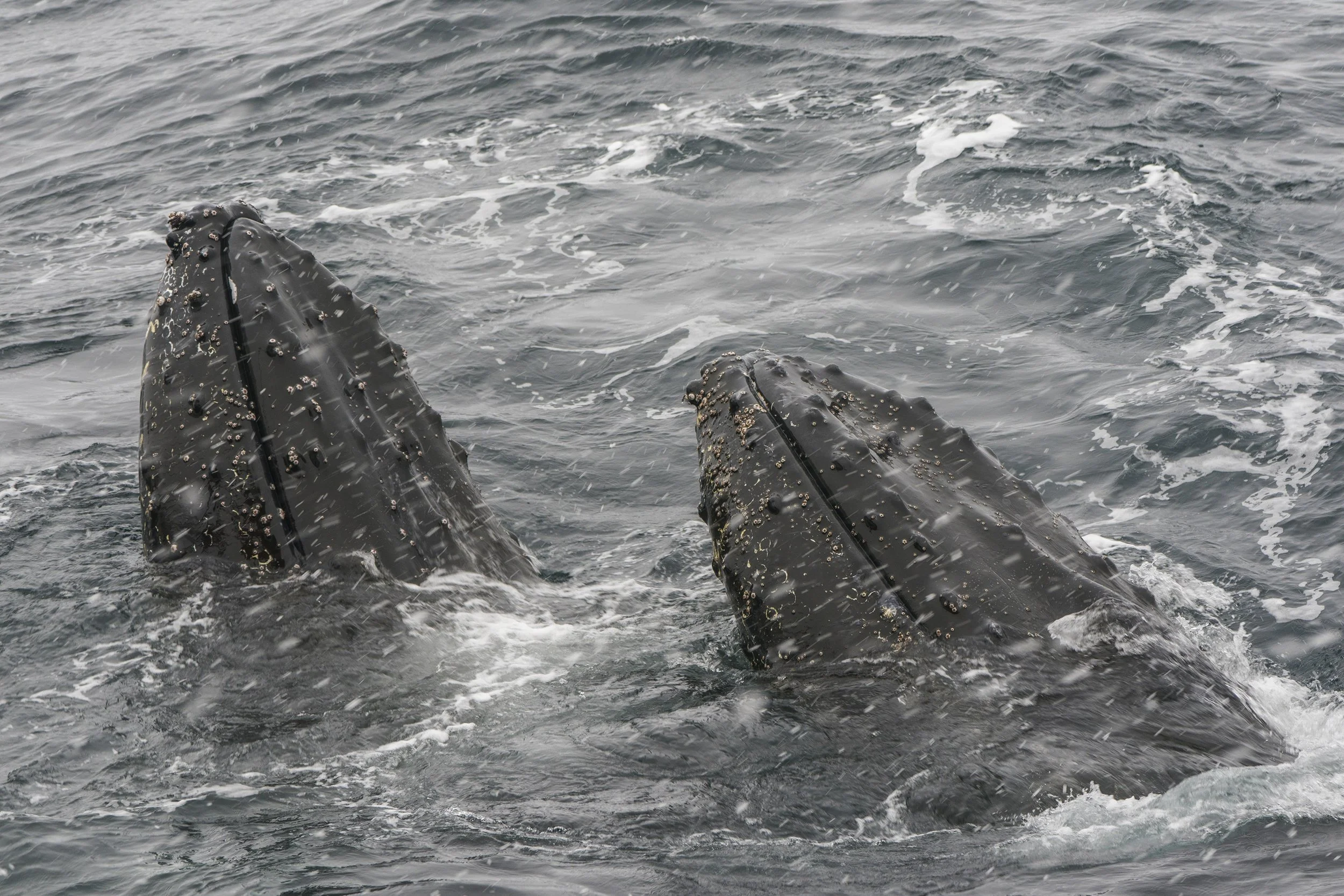 Humpback Whale