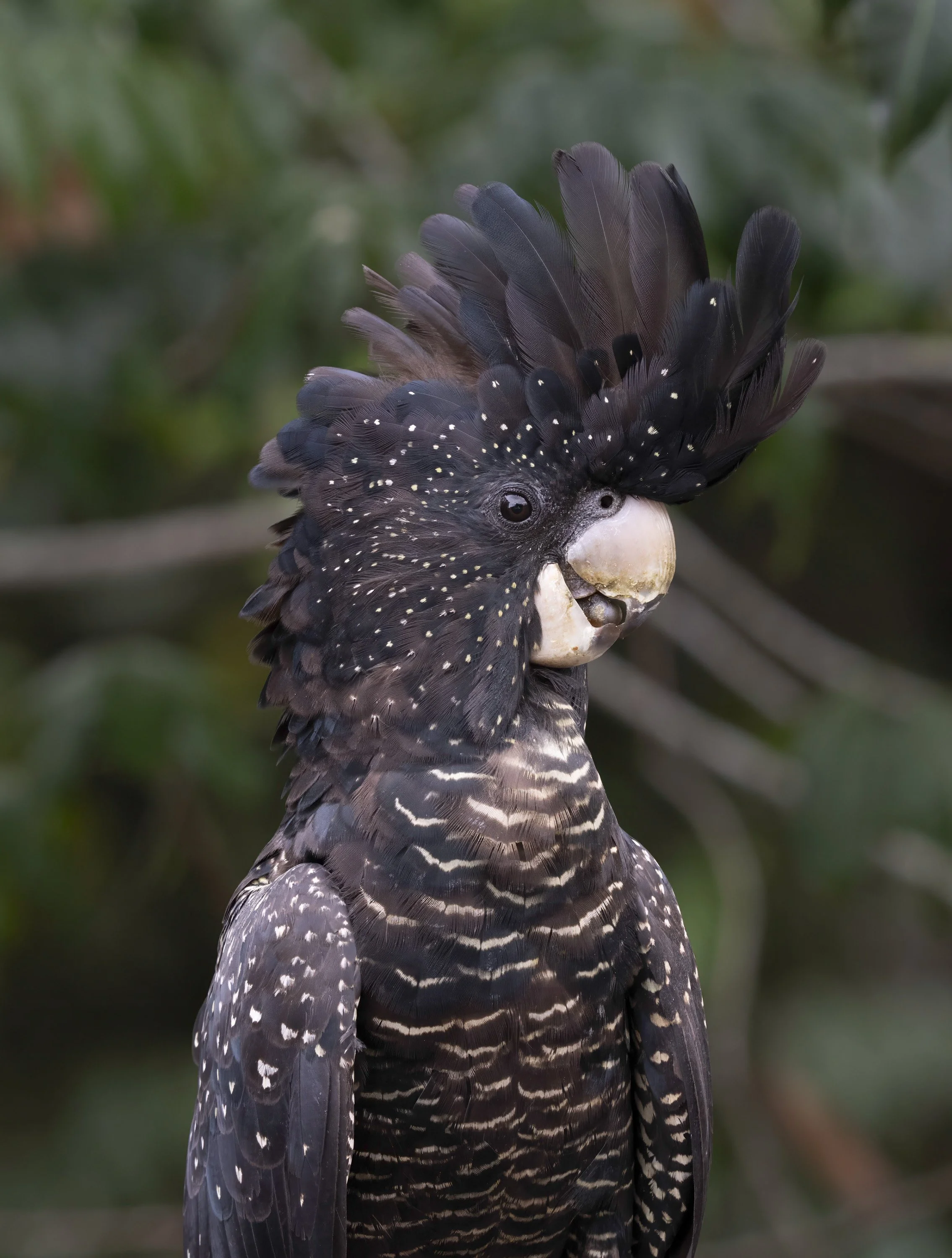 Red Tailed Black Cockatoo