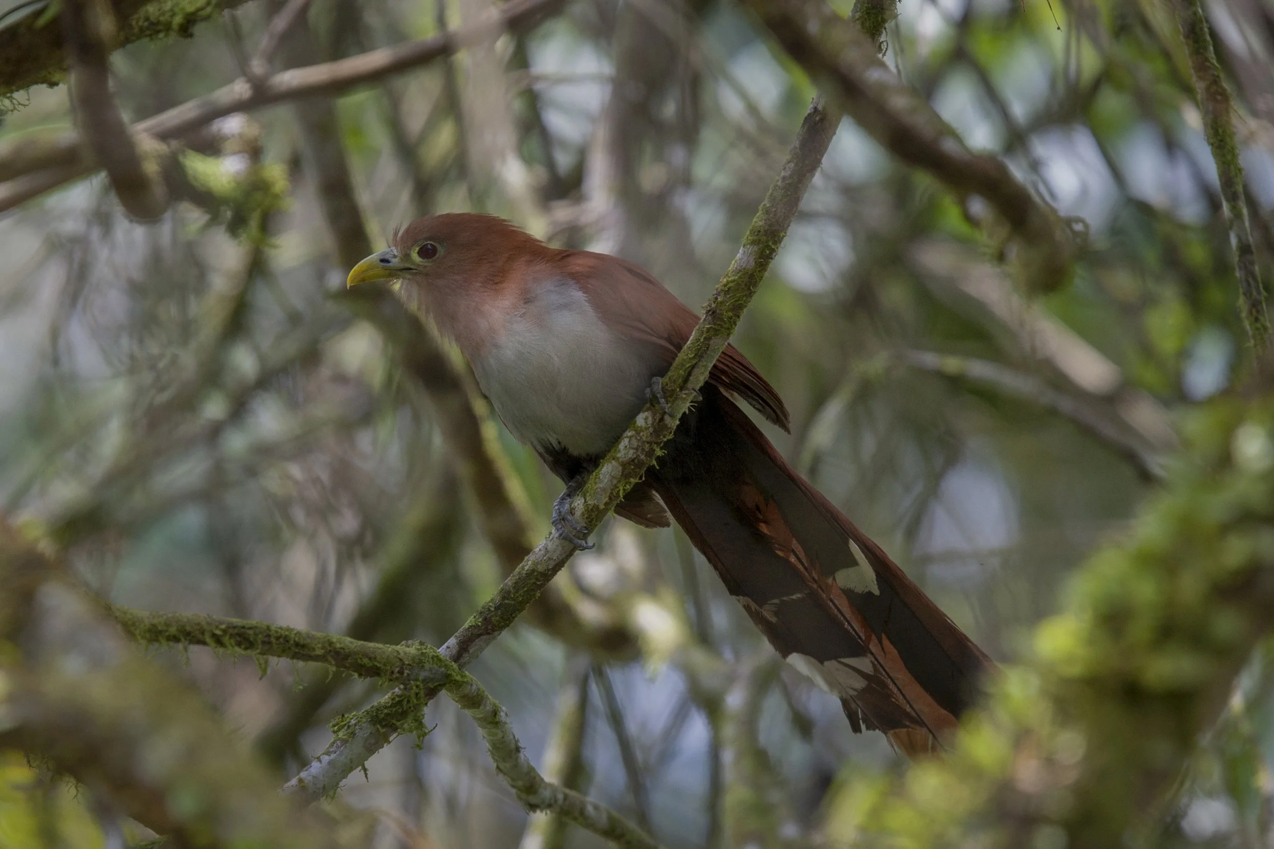 Squirrel Cuckoo