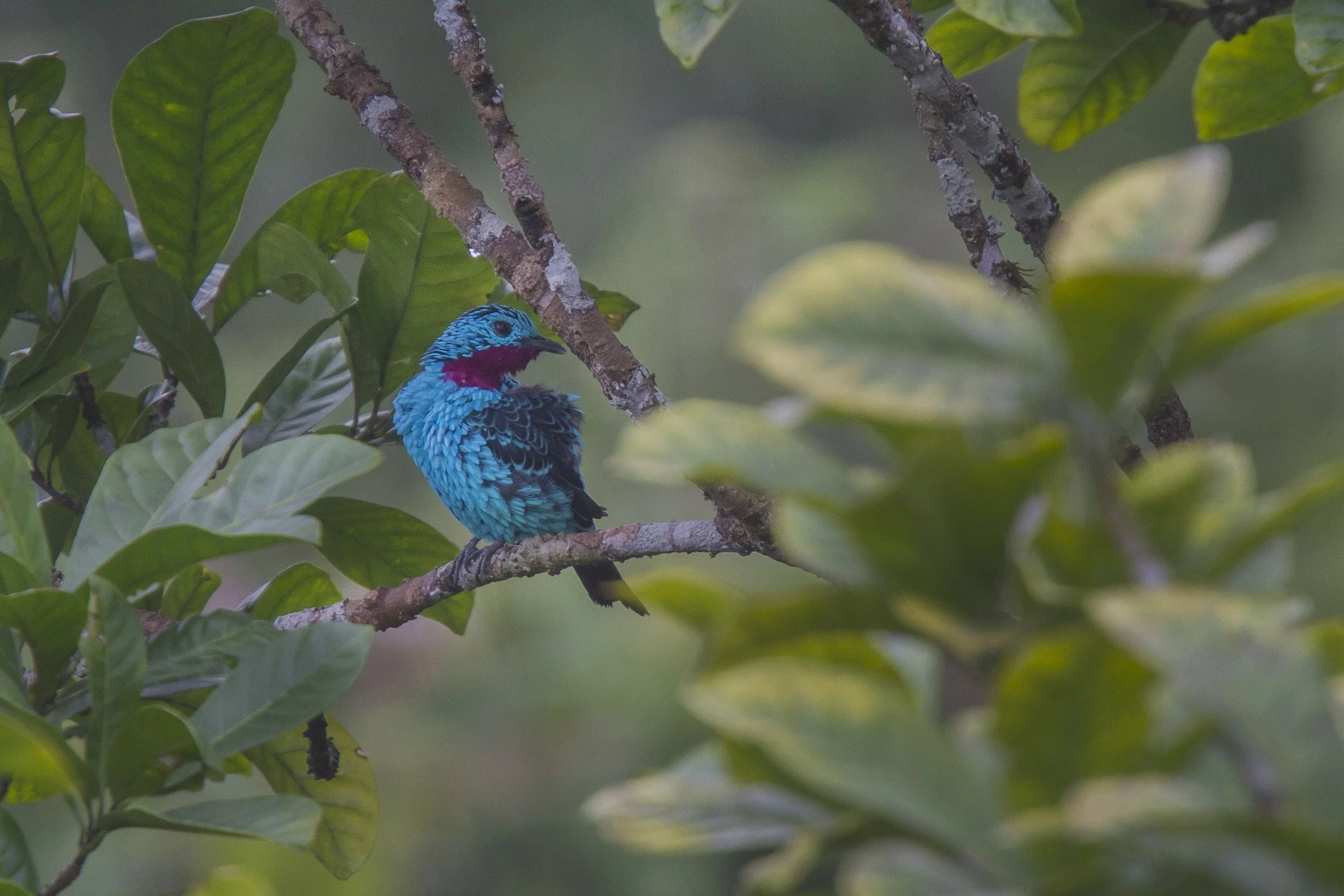 Spangled Cotinga